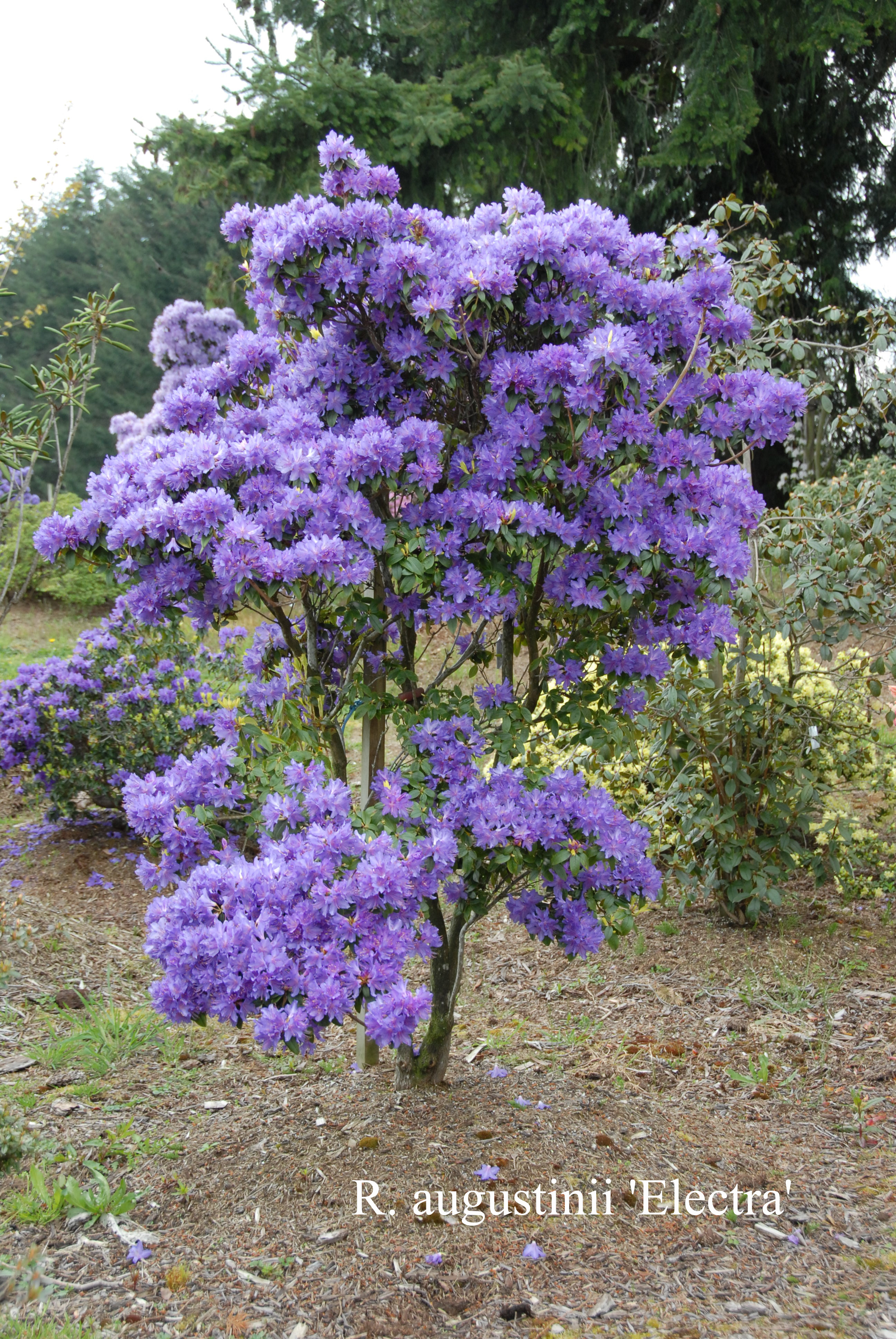 Rhododendron Electra photo