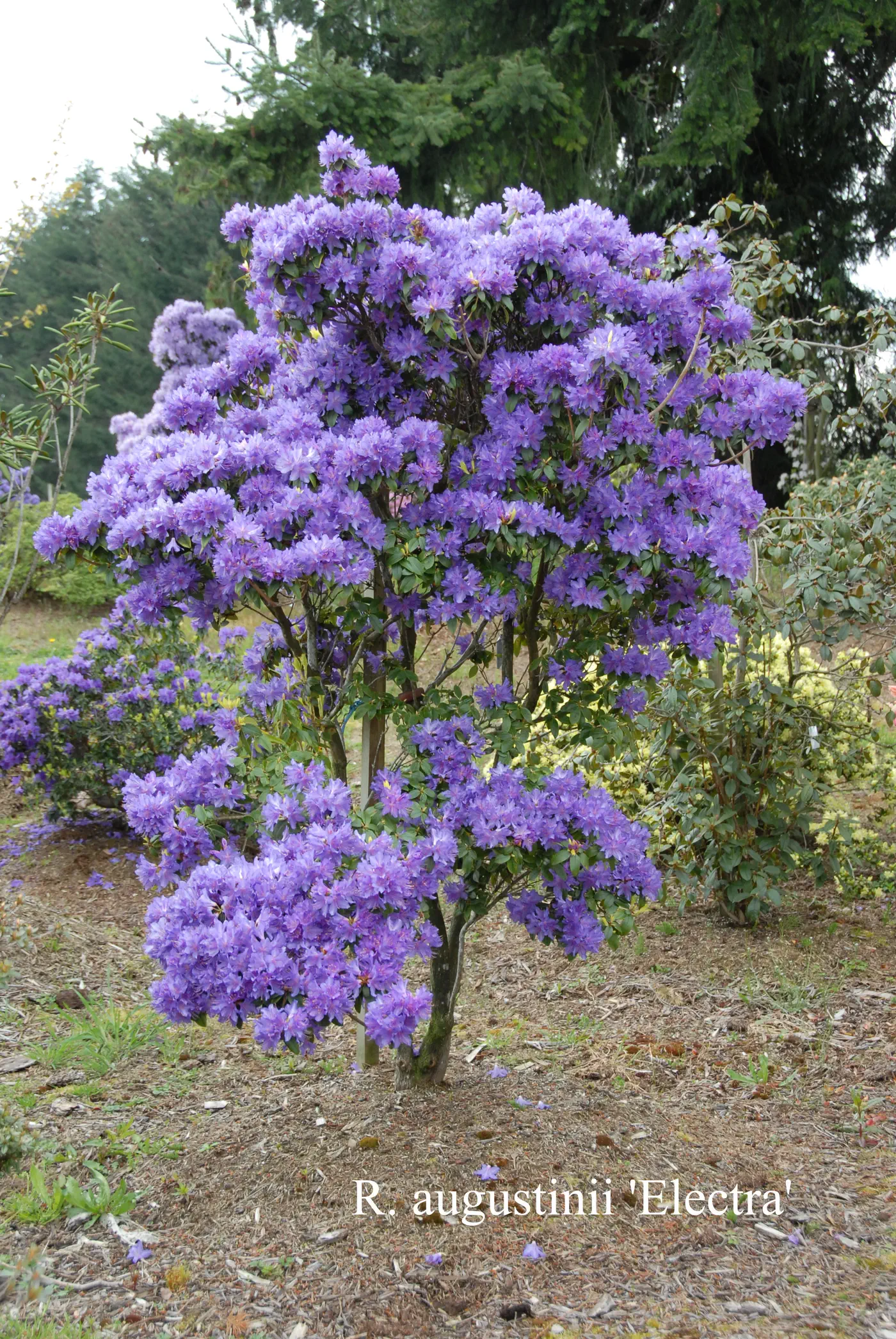 R. 'Electra' photo of R. 'Electra'. Location: Fearing's Farm Nursery, Abbotsford, BC, Canada. Photo by: Harold Fearing