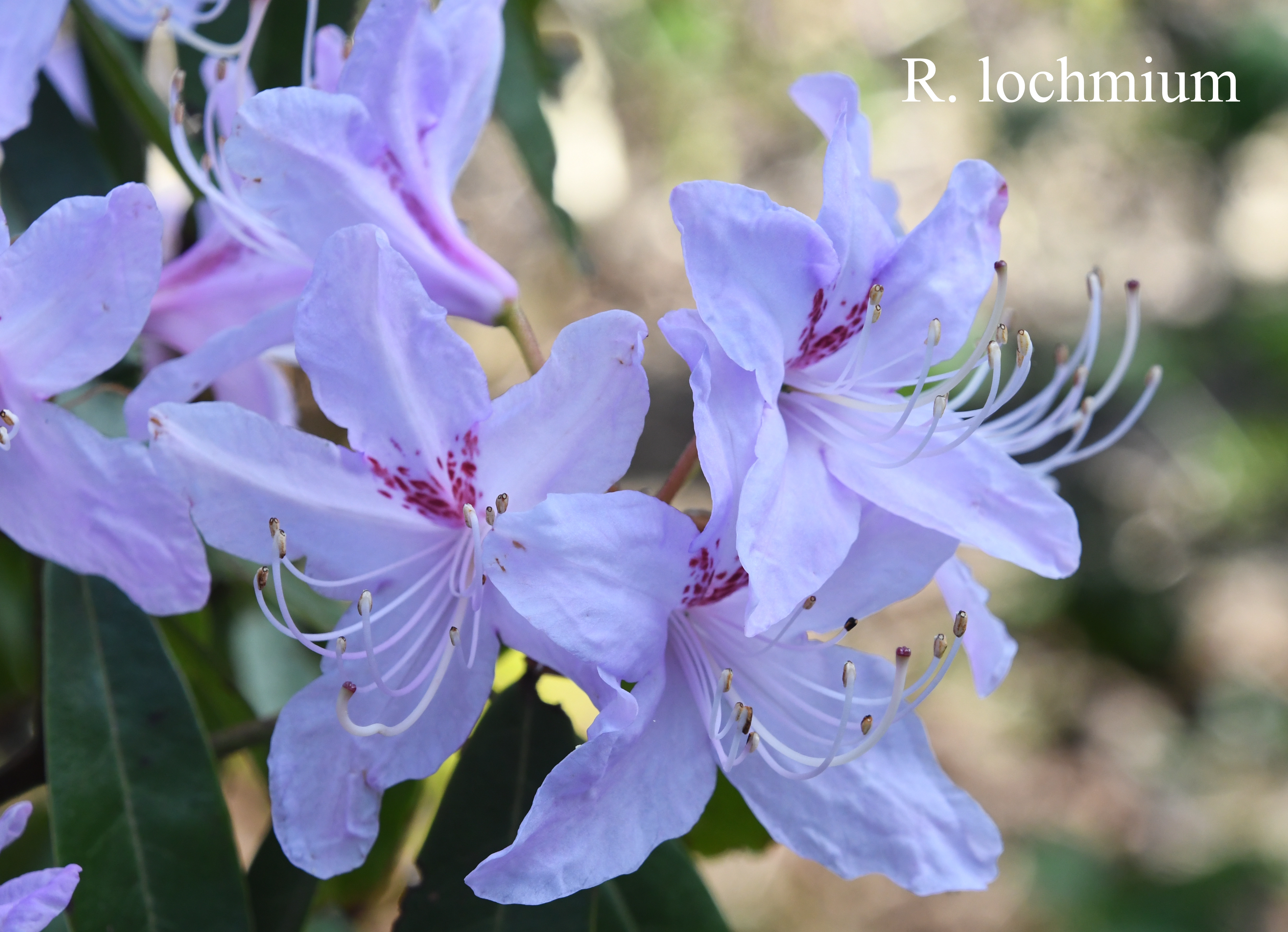 Rhododendron lochmium photo