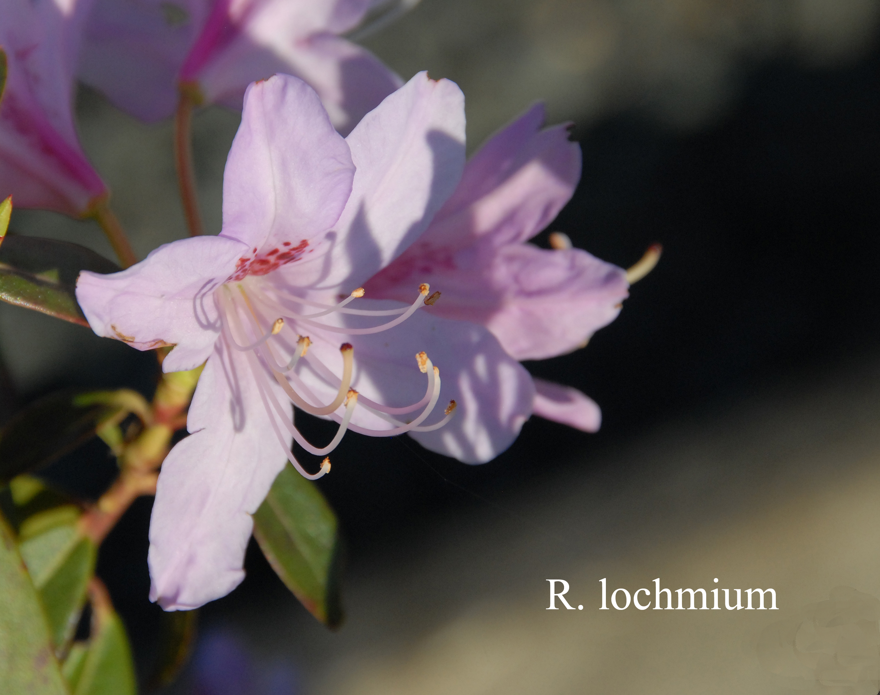 Rhododendron lochmium photo
