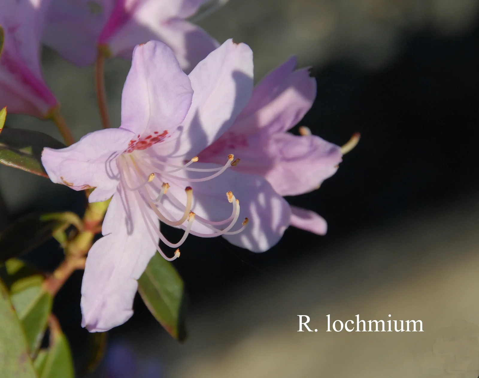 R. lochmium photo of R. lochmium. Location: Fearing's Farm Nursery, Abbotsford, BC, Canada. Photo by: Harold Fearing