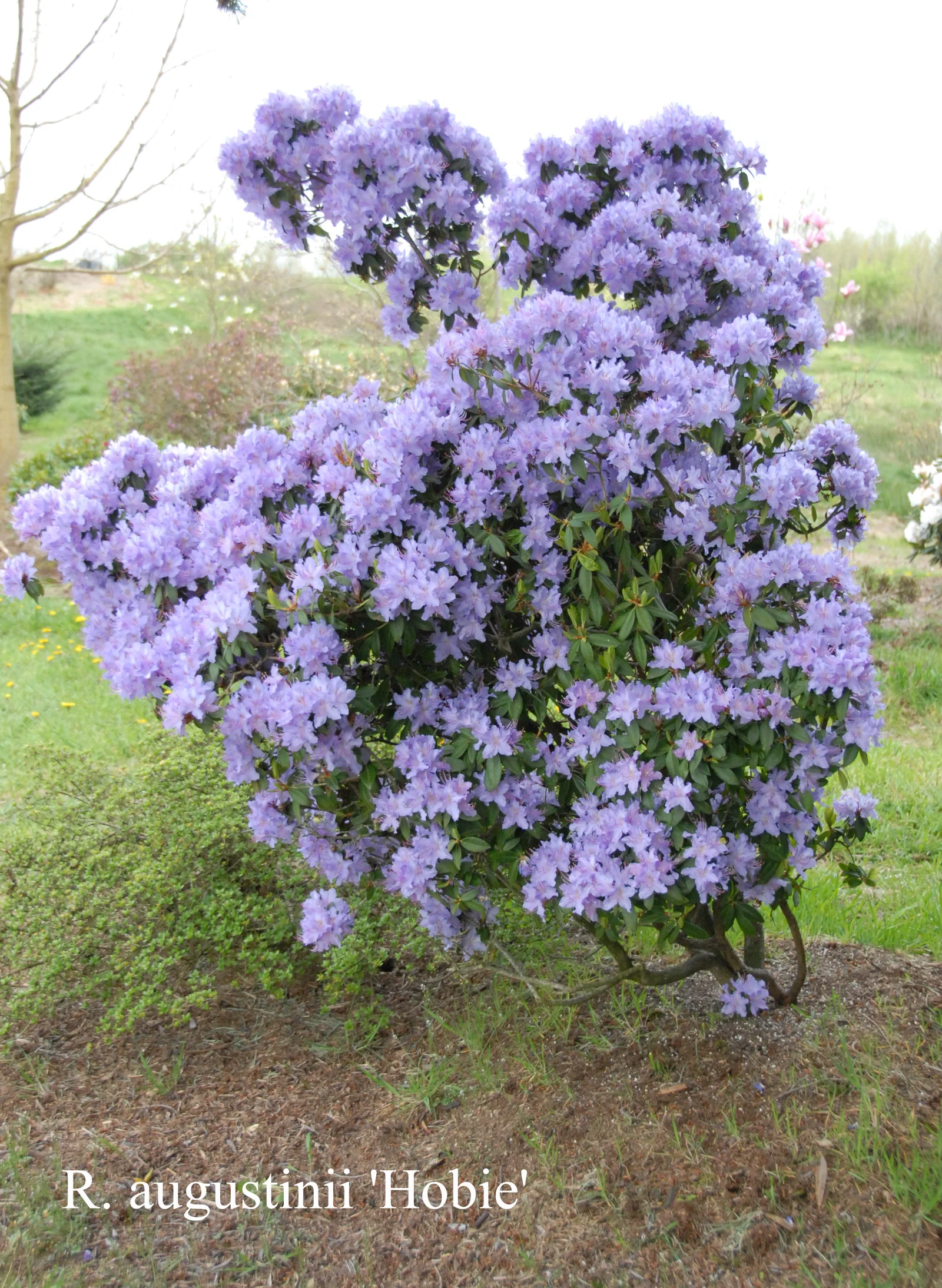 R. augustinii ssp augustinii 'Hobbie' photo of R. augustinii ssp augustinii 'Hobbie'. Location: Fearing's Farm Nursery, Abbotsford, BC, Canada. Photo by: Harold Fearing