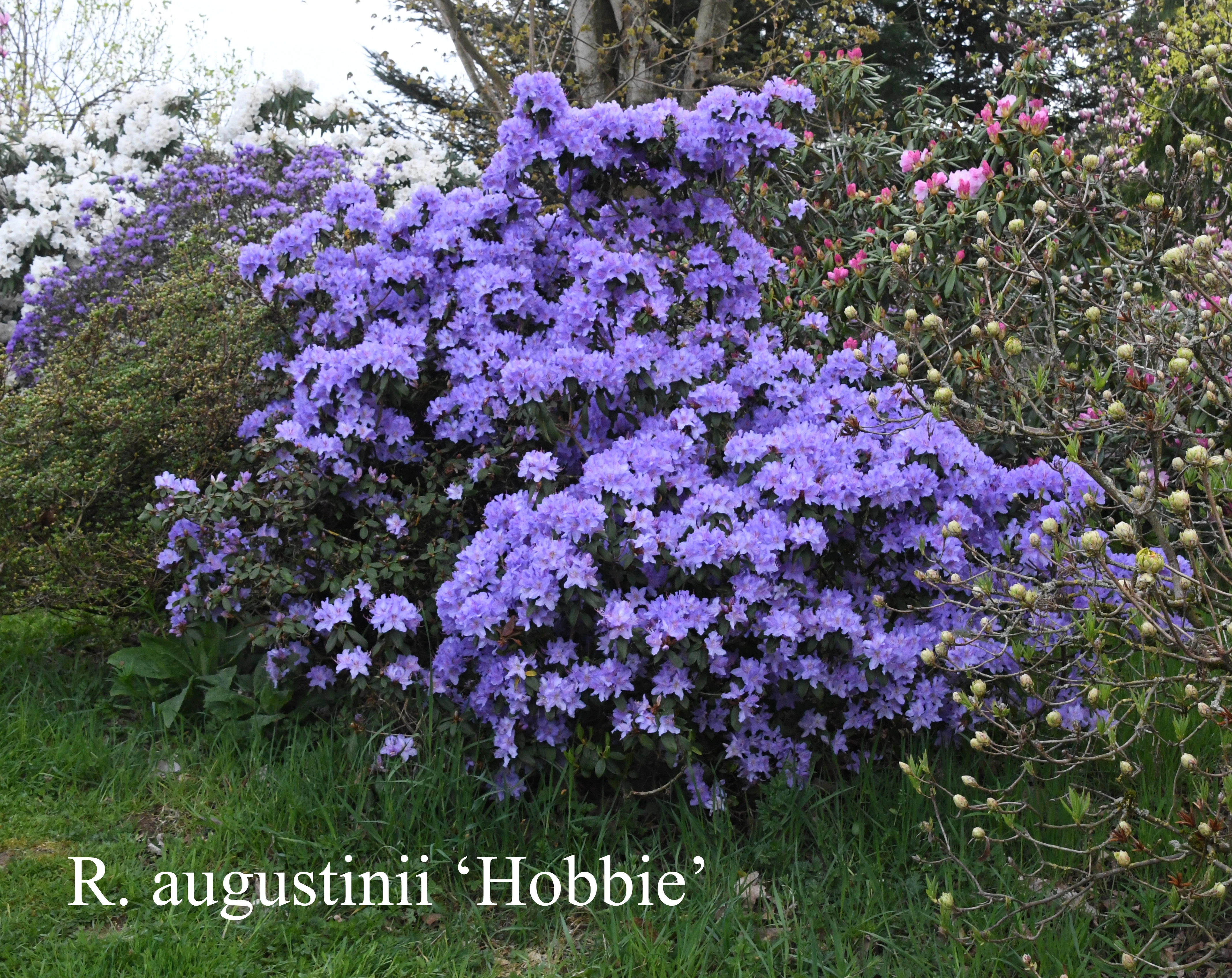 Rhododendron Hobbie photo