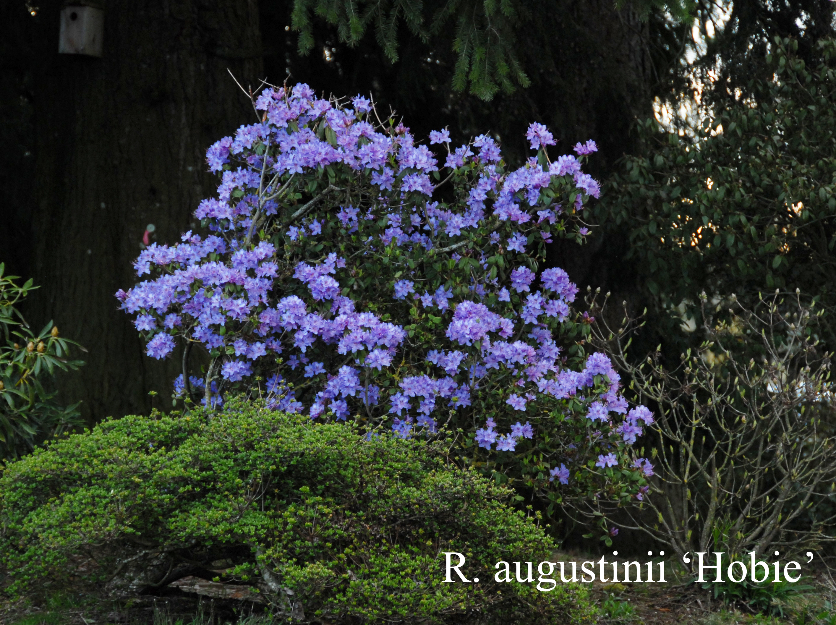 Rhododendron Hobbie photo
