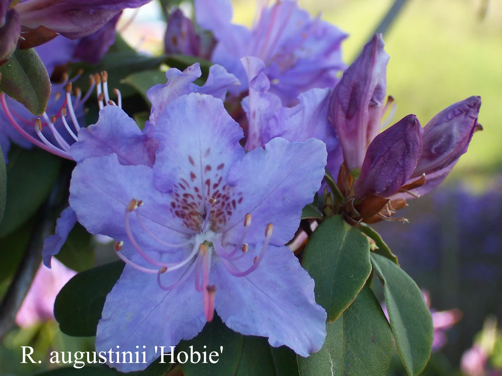 R. augustinii ssp augustinii 'Hobbie' photo of R. augustinii ssp augustinii 'Hobbie'. Location: Fearing's Farm Nursery, Abbotsford, BC, Canada. Photo by: Harold Fearing