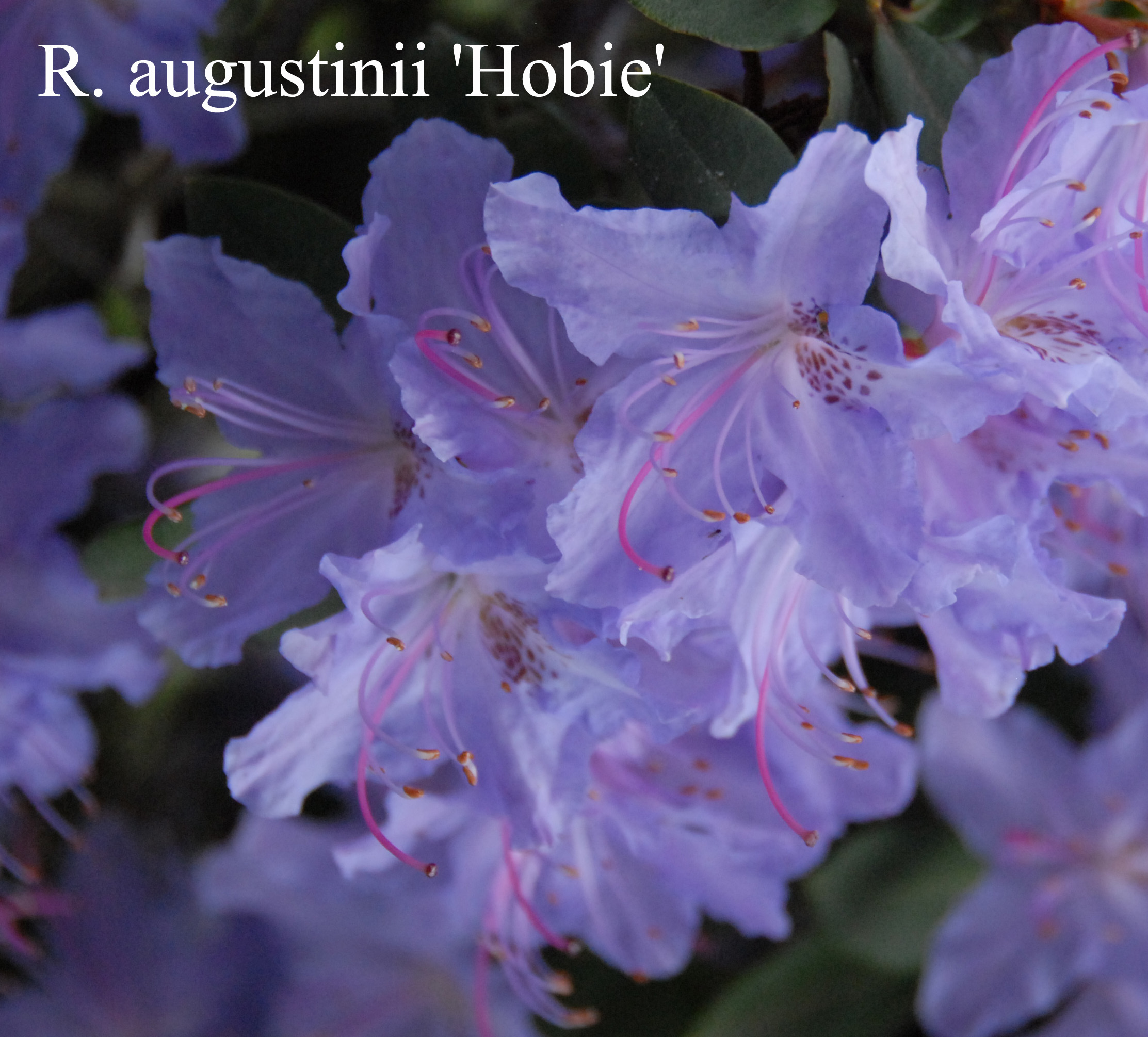 Rhododendron Hobbie photo
