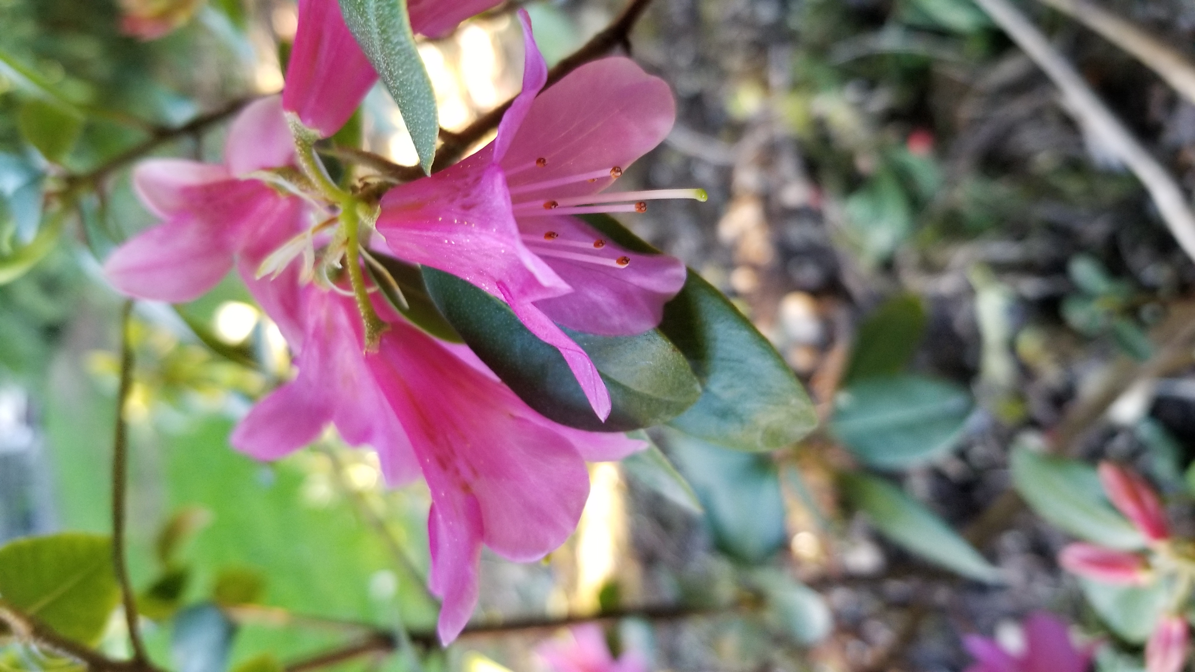 Rhododendron Dörte Reich photo