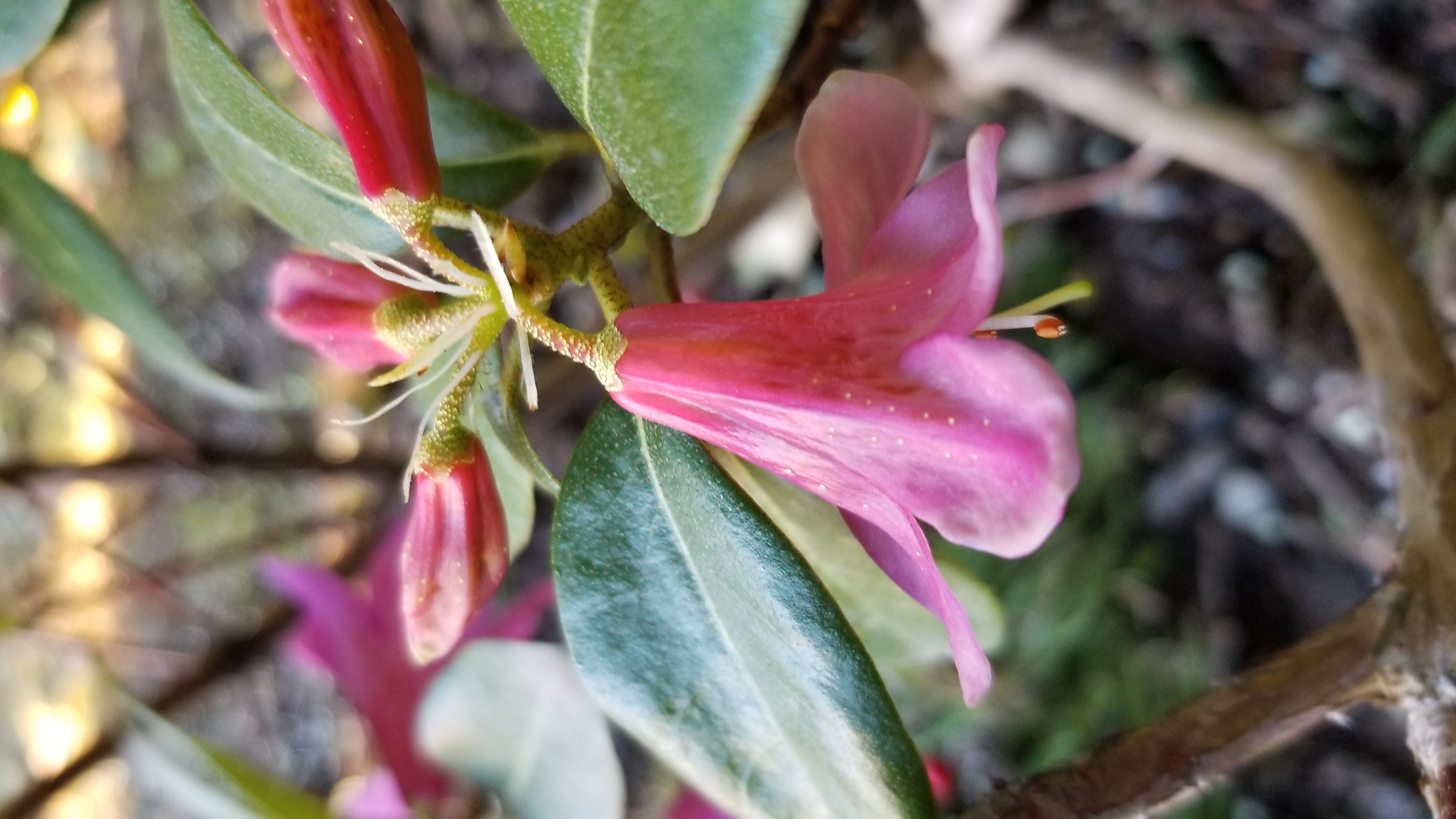 Rhododendron Dörte Reich photo