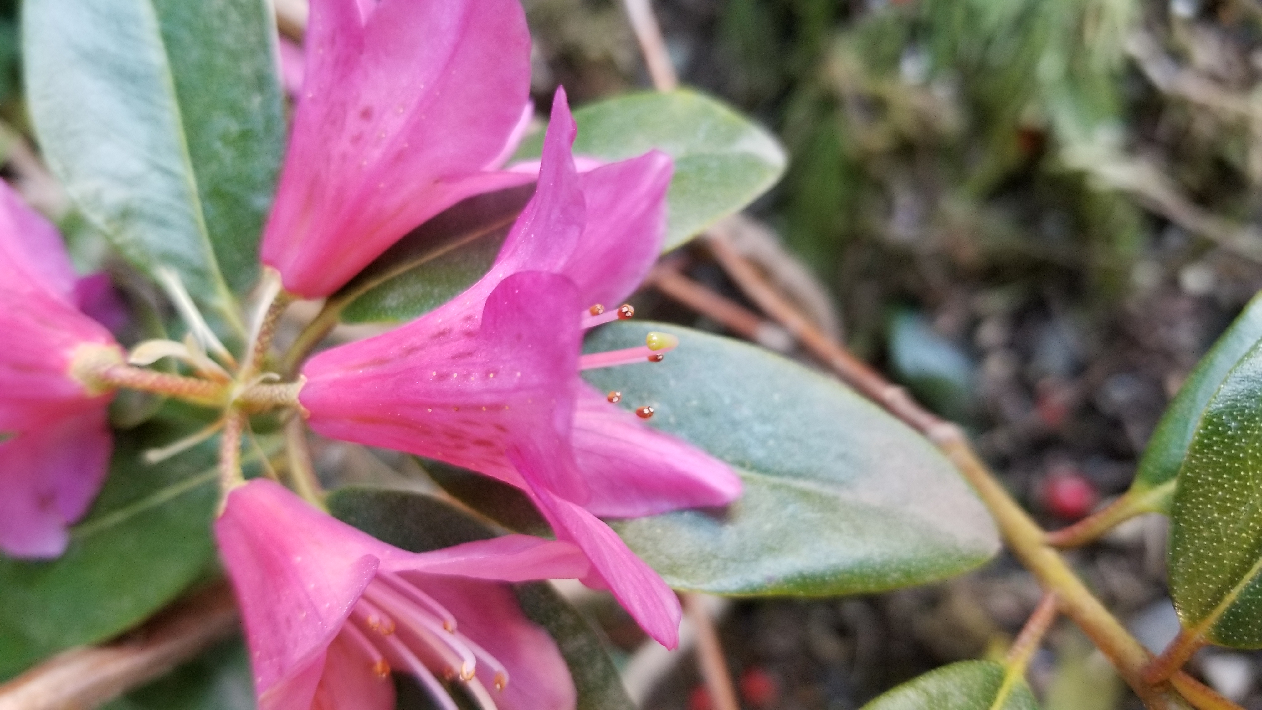 Rhododendron Dörte Reich photo