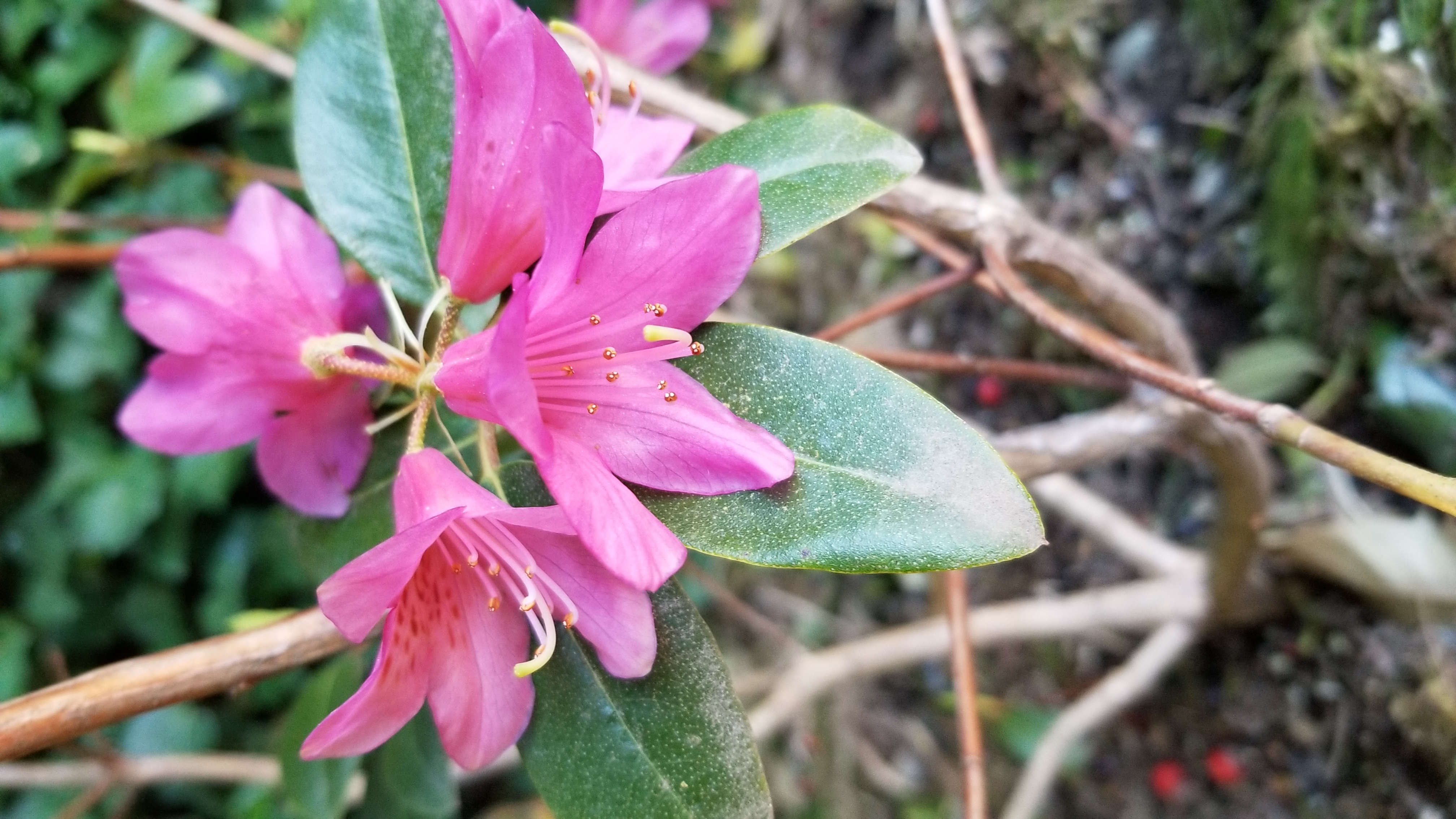 Rhododendron Dörte Reich photo