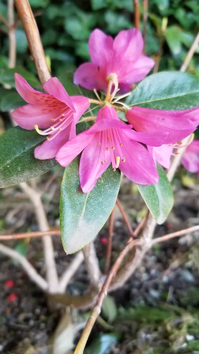 Photo of R. 'Dörte Reich', Rhododendron Hybrid