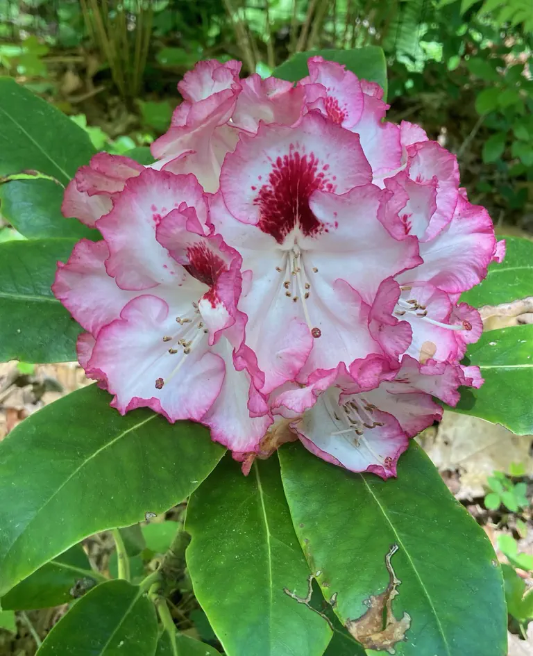 Photo of R. 'Cherry Cheesecake', Rhododendron Hybrid
