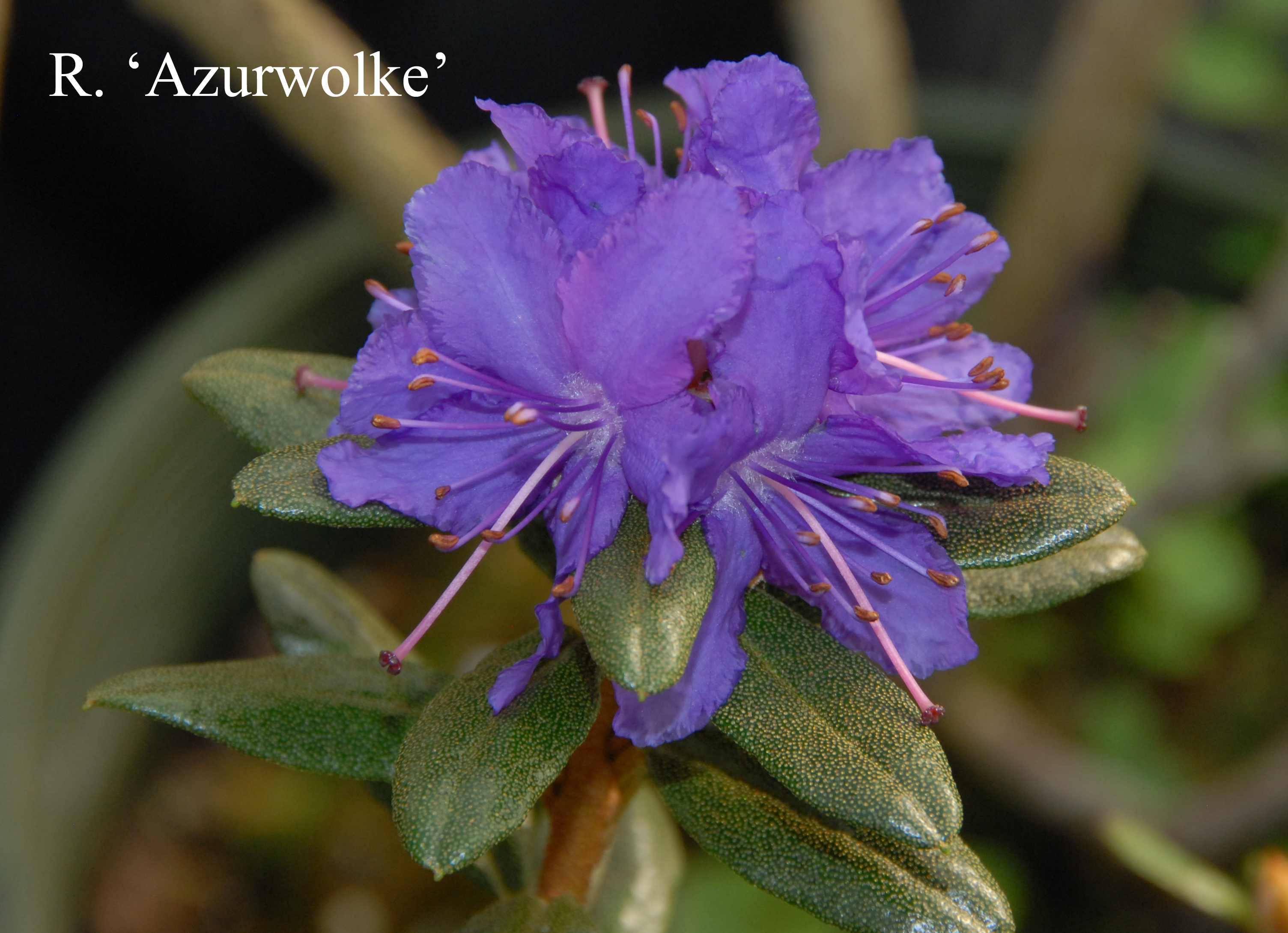 Rhododendron Azurwolke photo