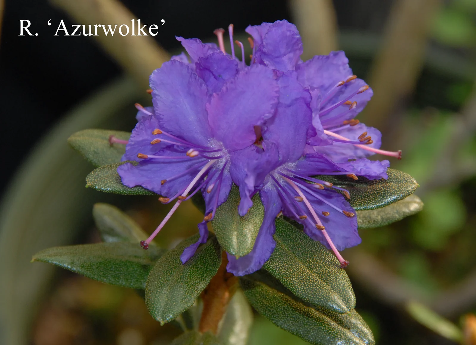 R. 'Azurwolke' photo of R. 'Azurwolke'. Location: Fearing's Farm Nursery, Abbotsford, BC, Canada. Photo by: Harold Fearing