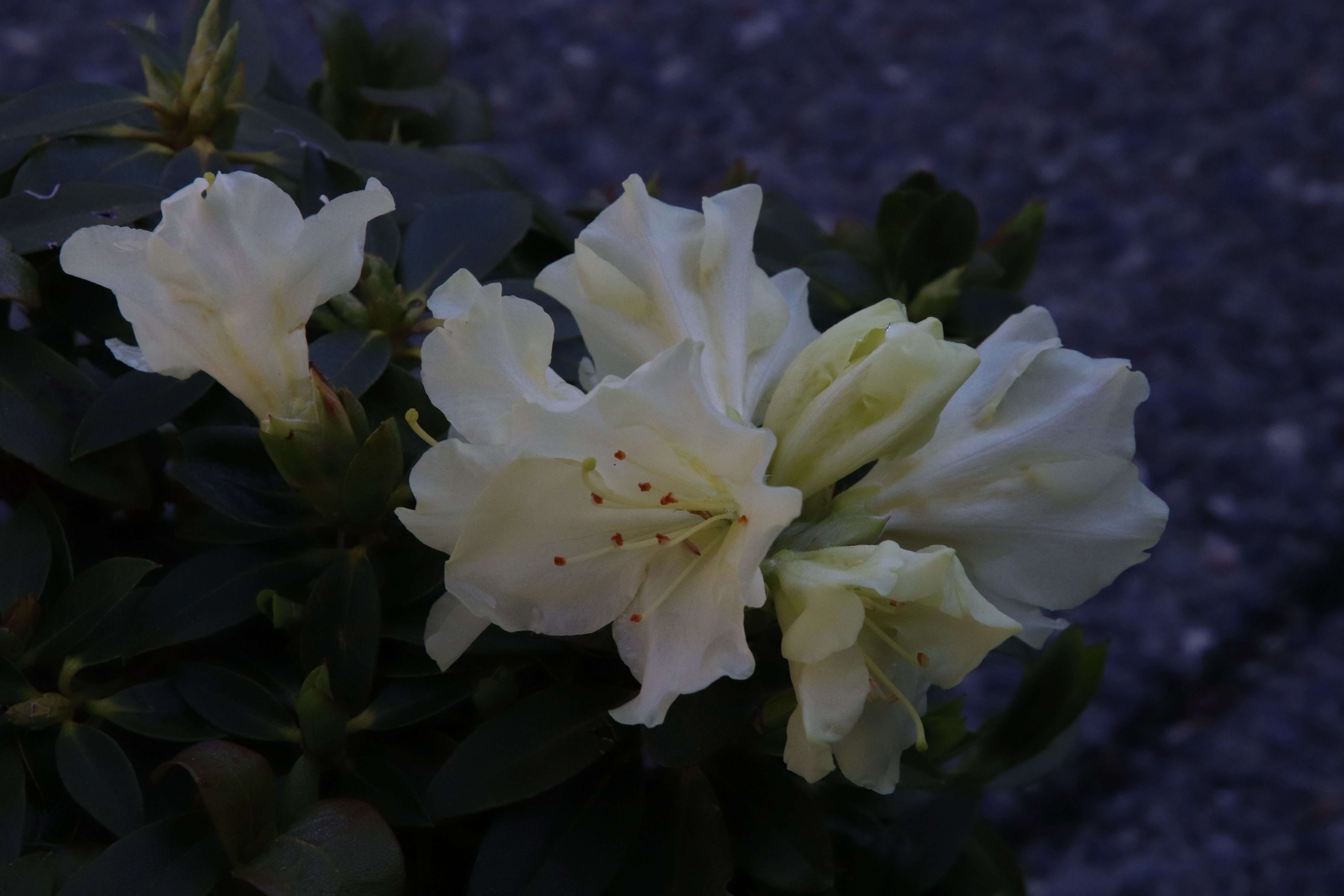 Rhododendron Patty Bee photo