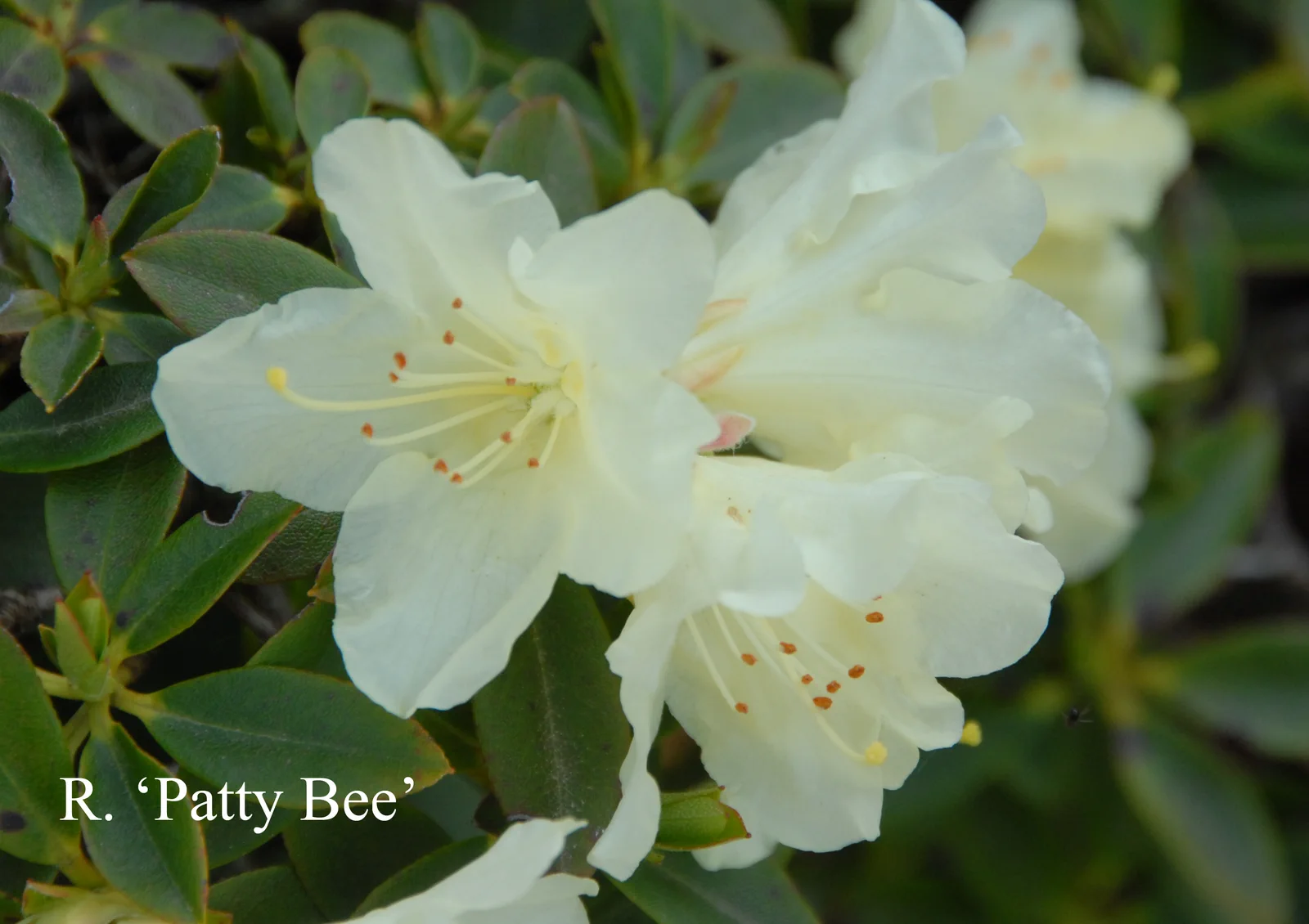 R. 'Patty Bee' photo of R. 'Patty Bee'. Location: Fearing's Farm Nursery, Abbotsford, BC, Canada. Photo by: Harold Fearing