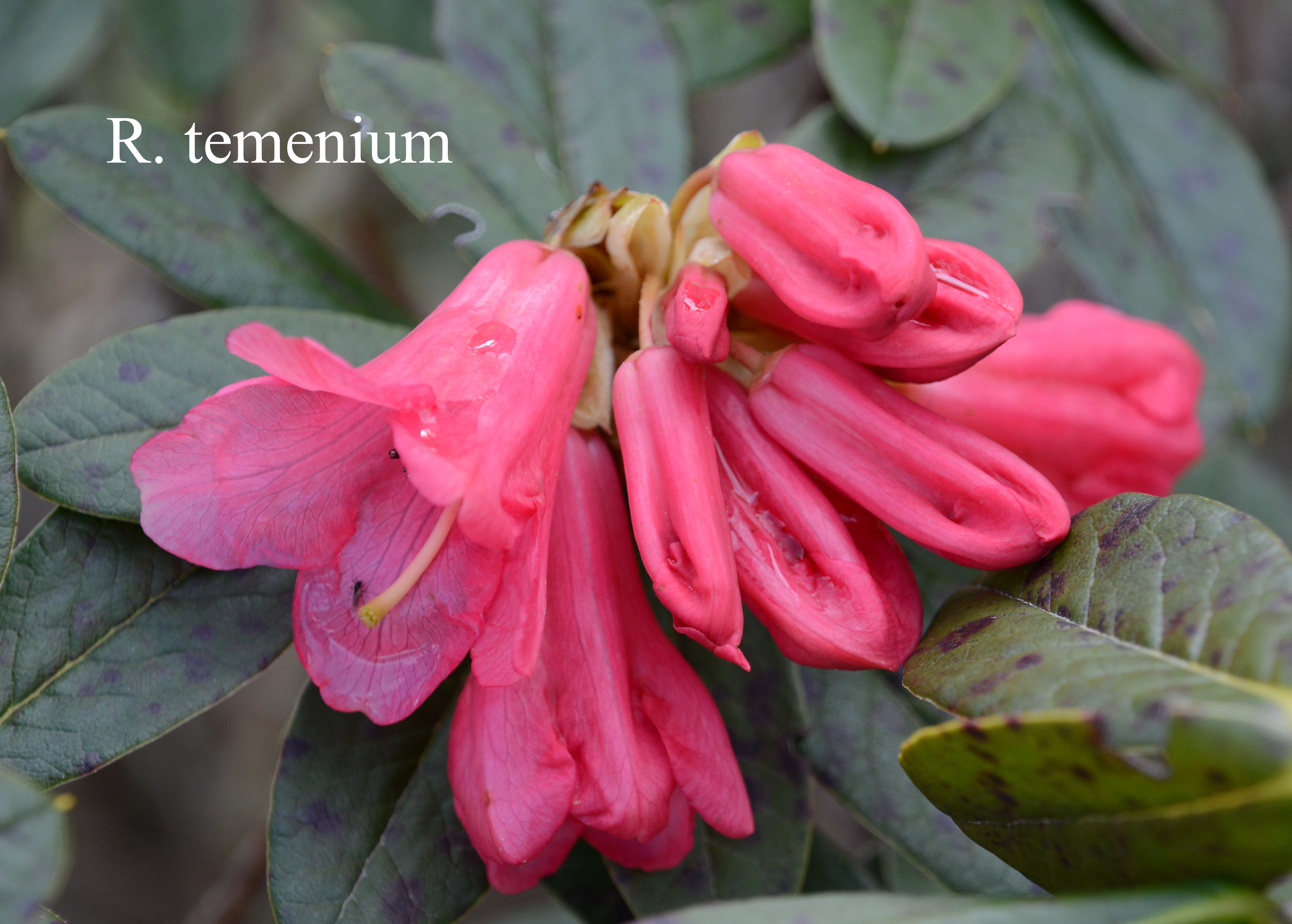 Rhododendron temenium var temenium photo