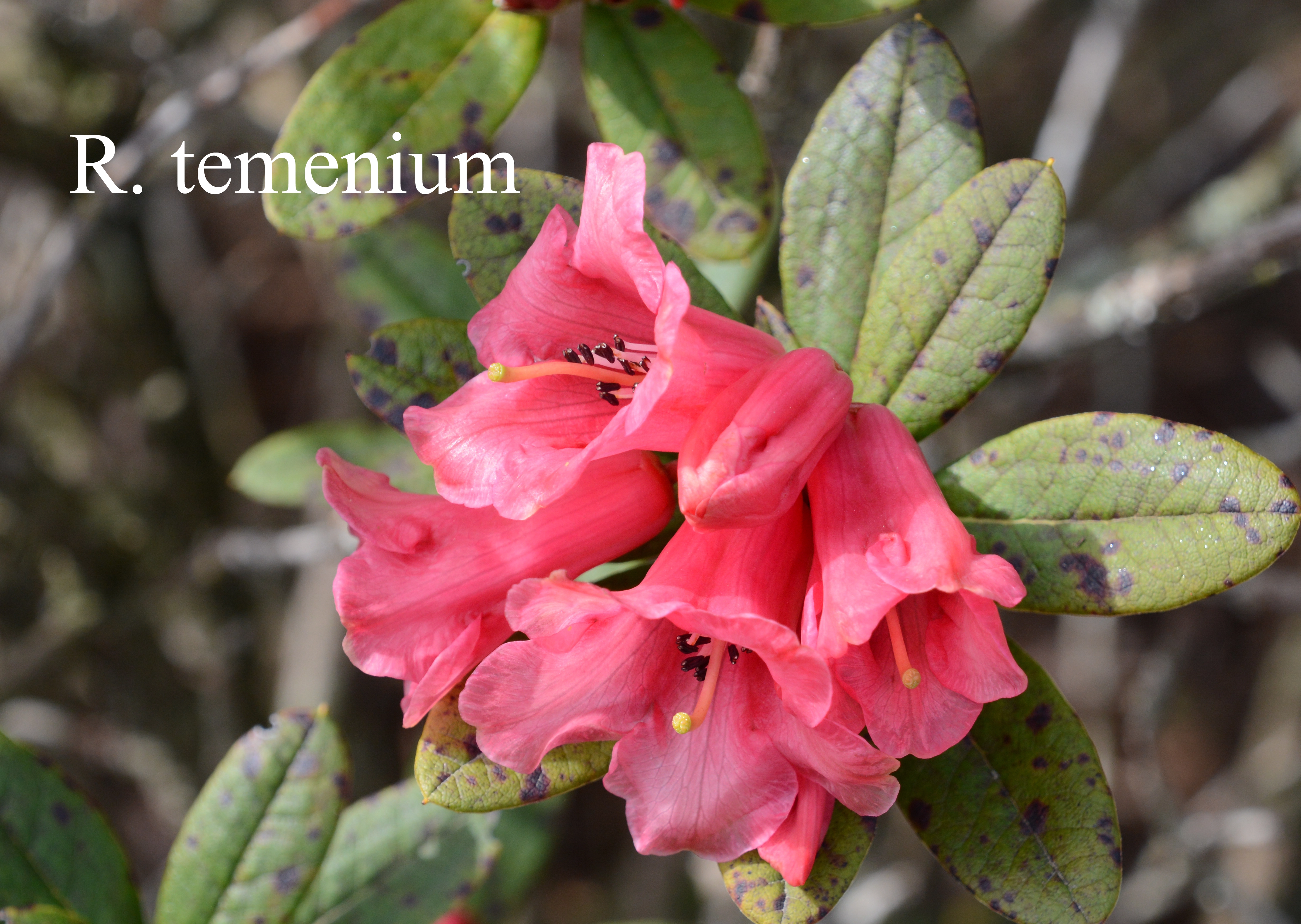 Rhododendron temenium var temenium photo