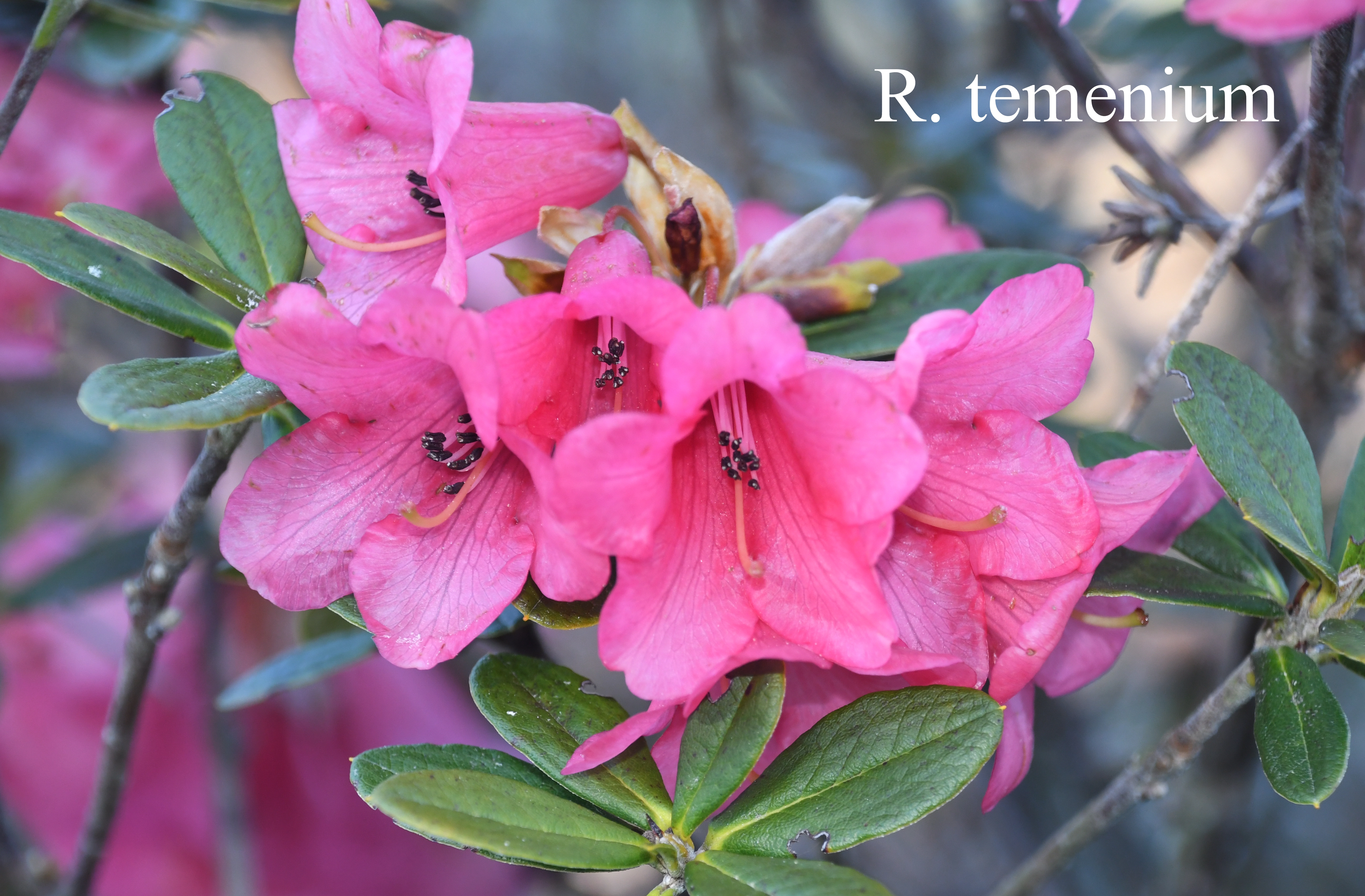 Rhododendron temenium var temenium photo