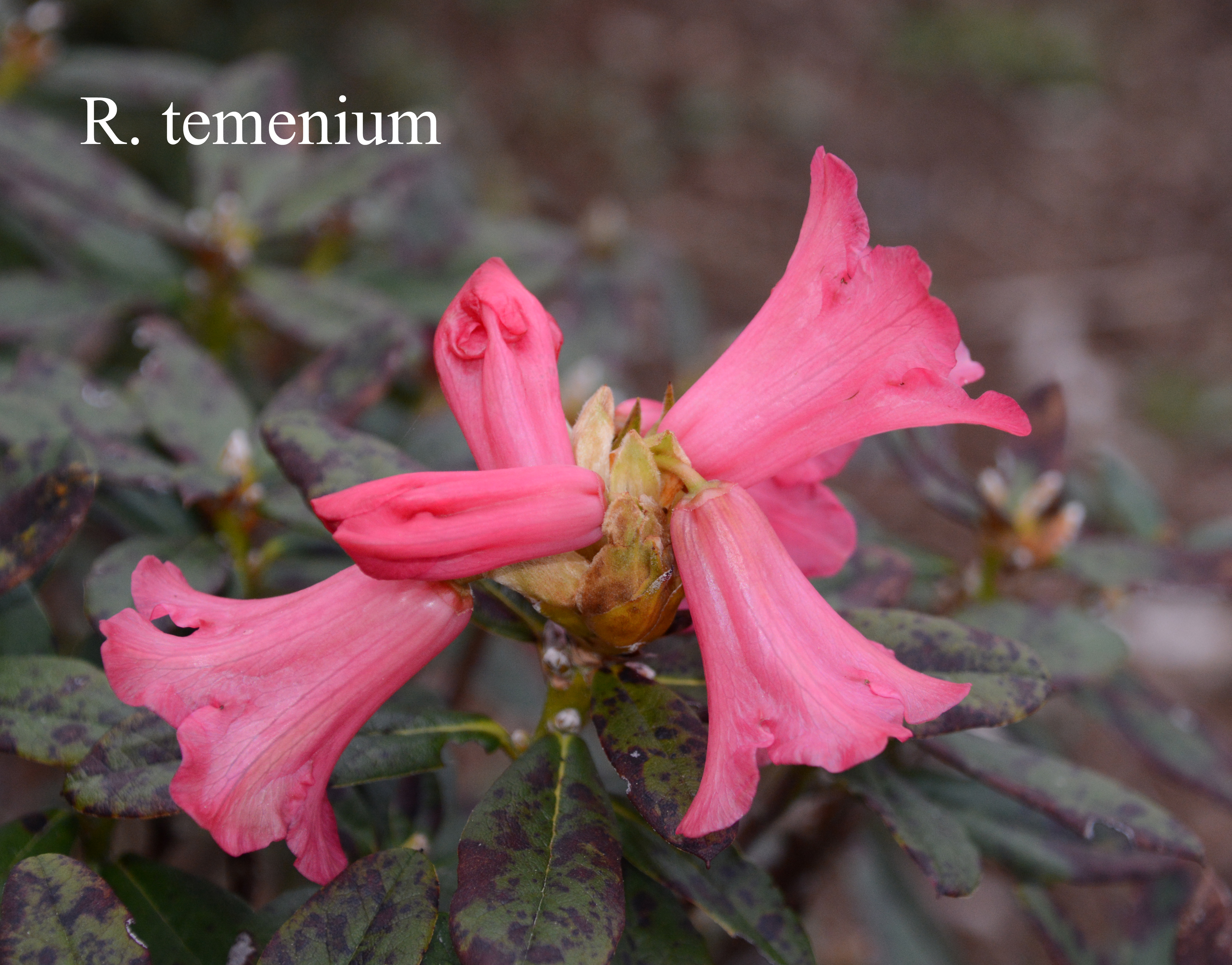 Rhododendron temenium var temenium photo