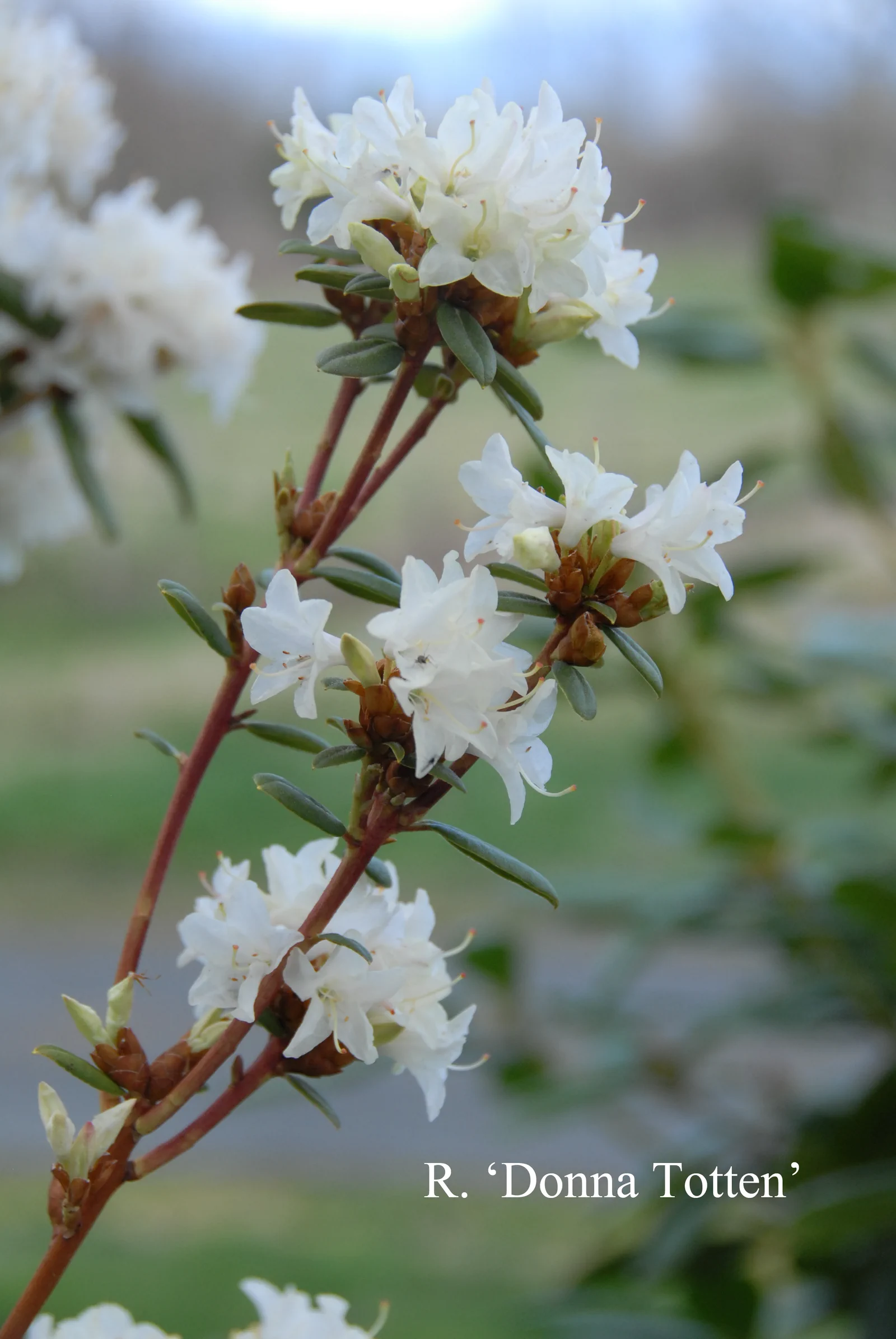 R. 'Donna Totten' photo of R. 'Donna Totten'. Location: Fearing's Farm Nursery, Abbotsford, BC, Canada. Photo by: Harold Fearing