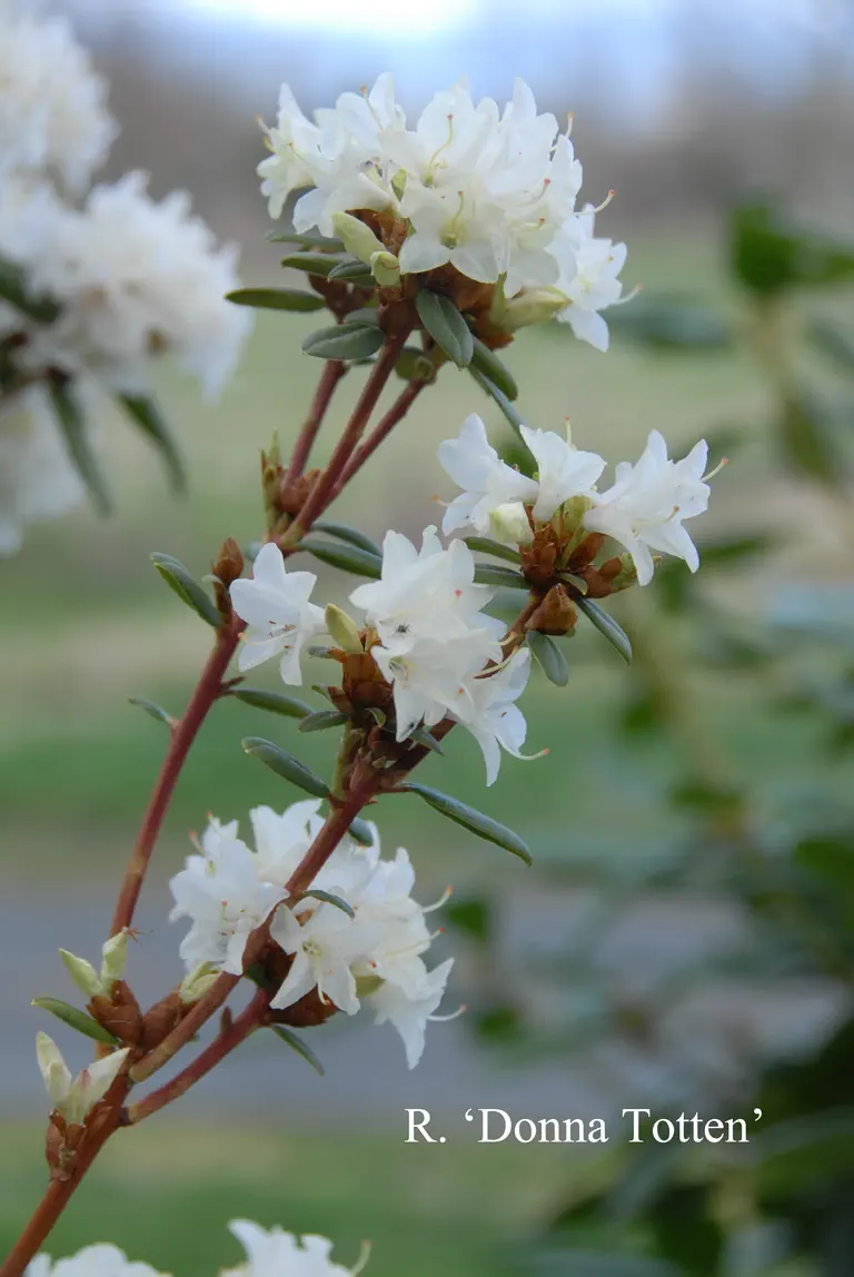 Photo of R. 'Donna Totten', Rhododendron Hybrid