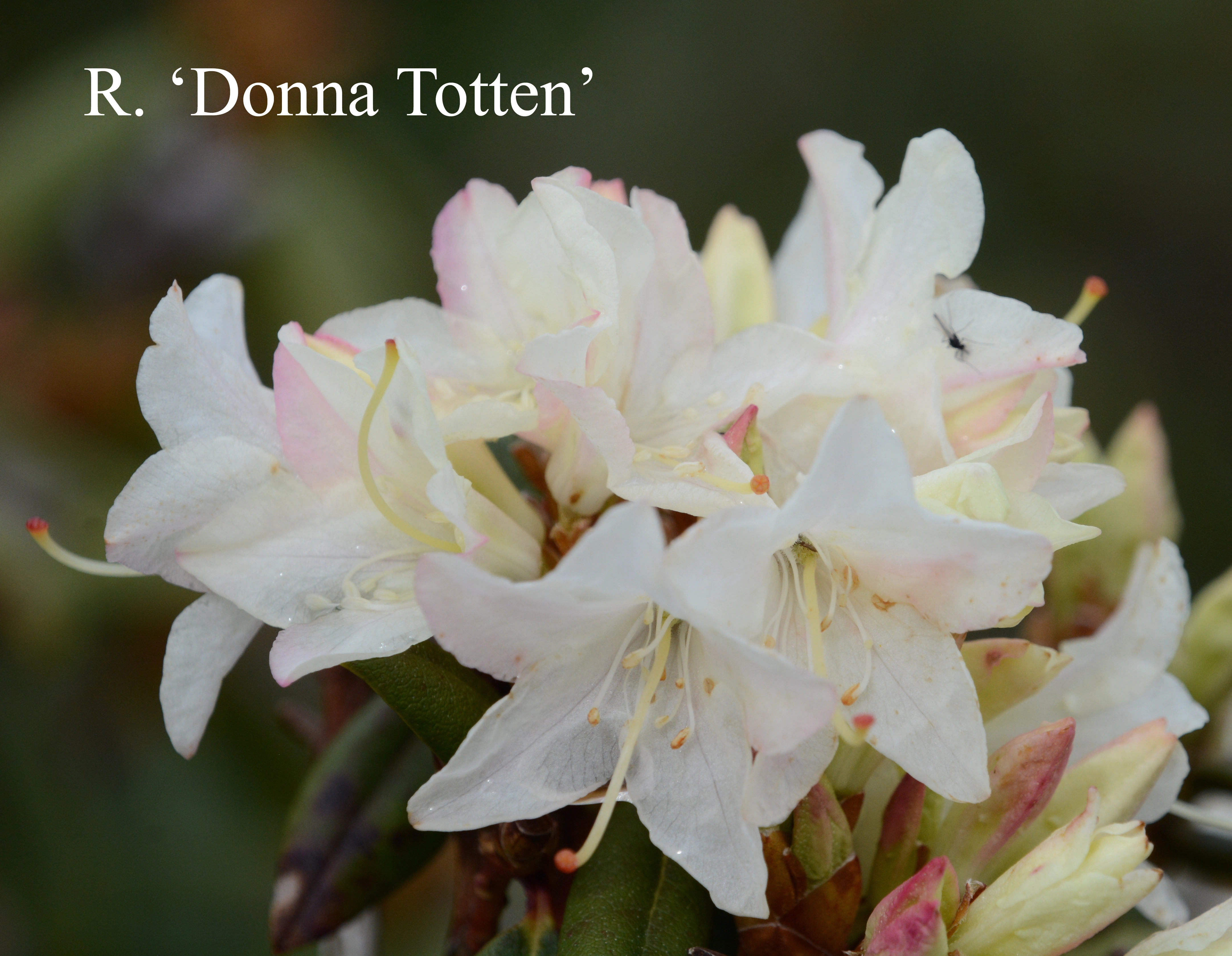 Rhododendron Donna Totten photo