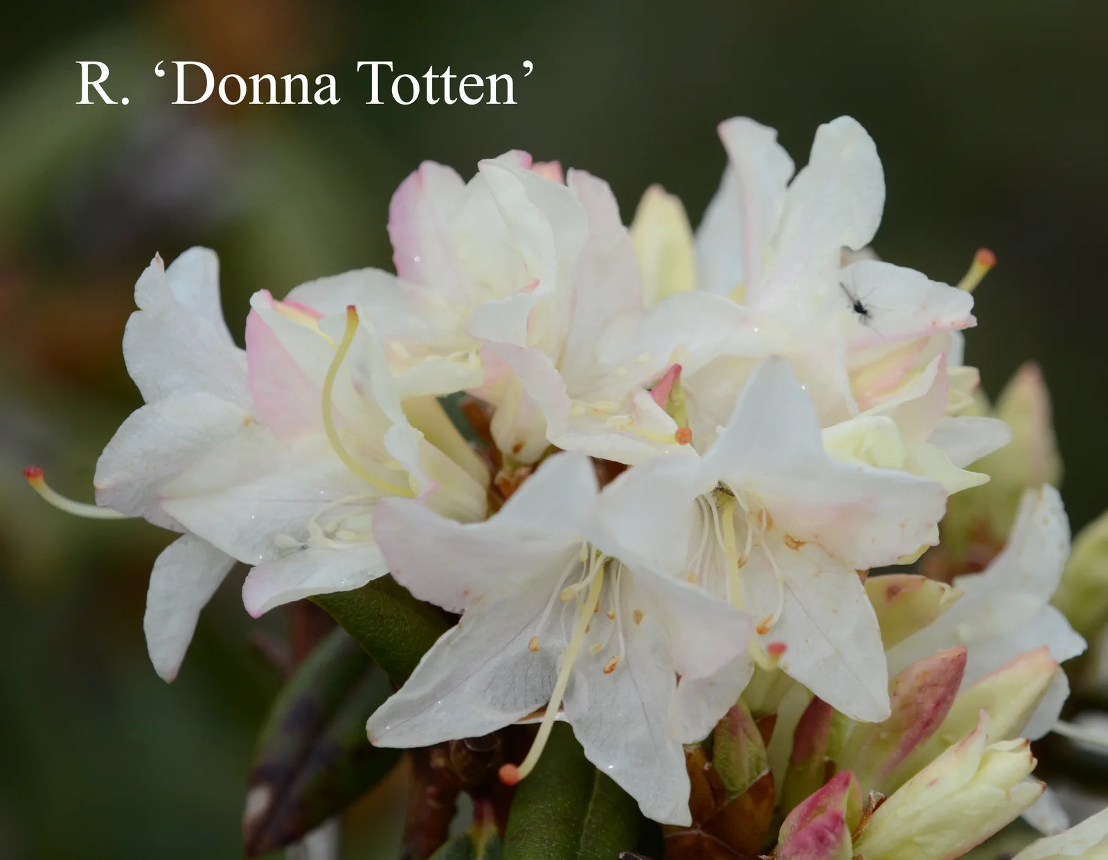 R. 'Donna Totten' photo of R. 'Donna Totten'. Location: Fearing's Farm Nursery, Abbotsford, BC, Canada. Photo by: Harold Fearing