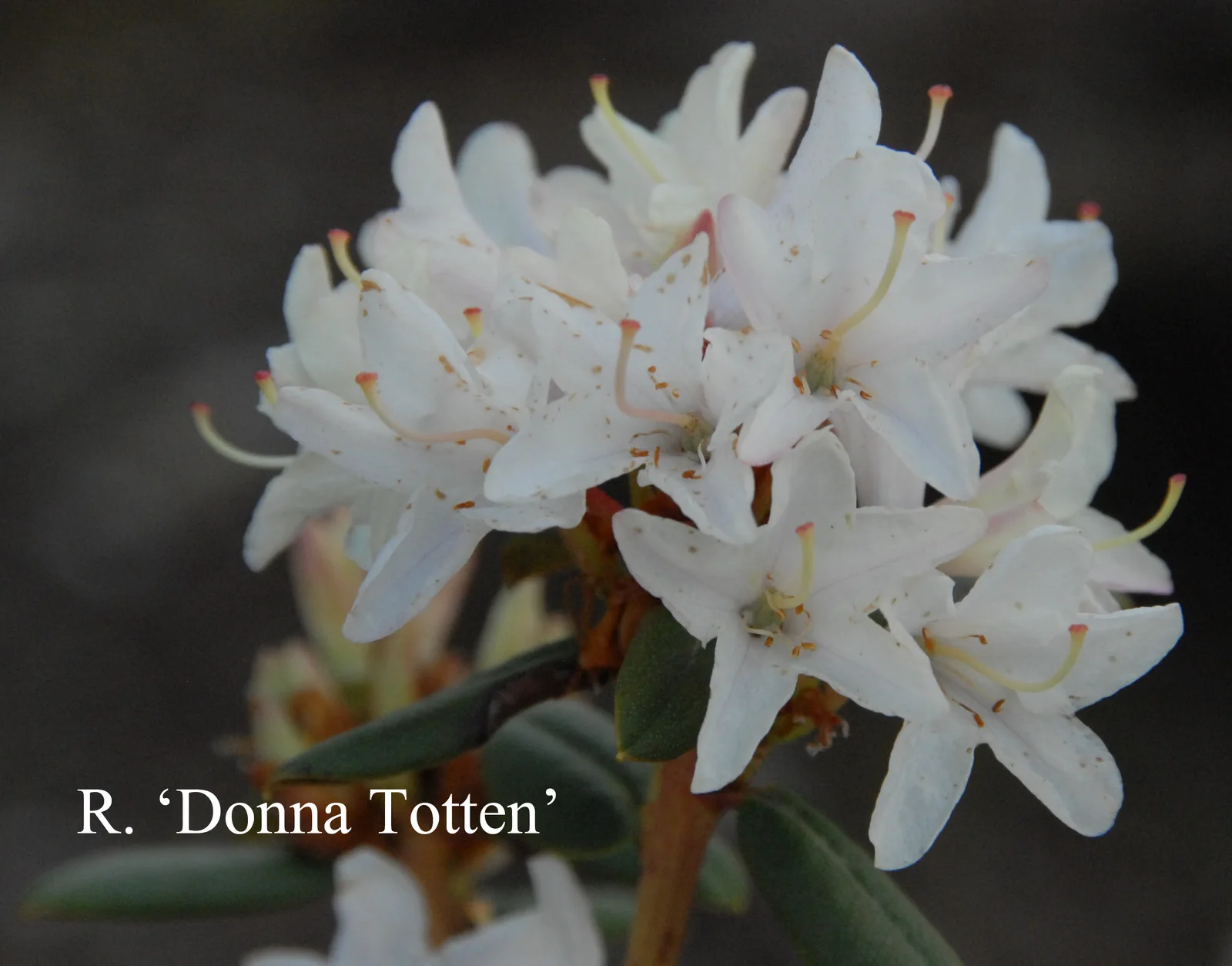 R. 'Donna Totten' photo of R. 'Donna Totten'. Location: Fearing's Farm Nursery, Abbotsford, BC, Canada. Photo by: Harold Fearing