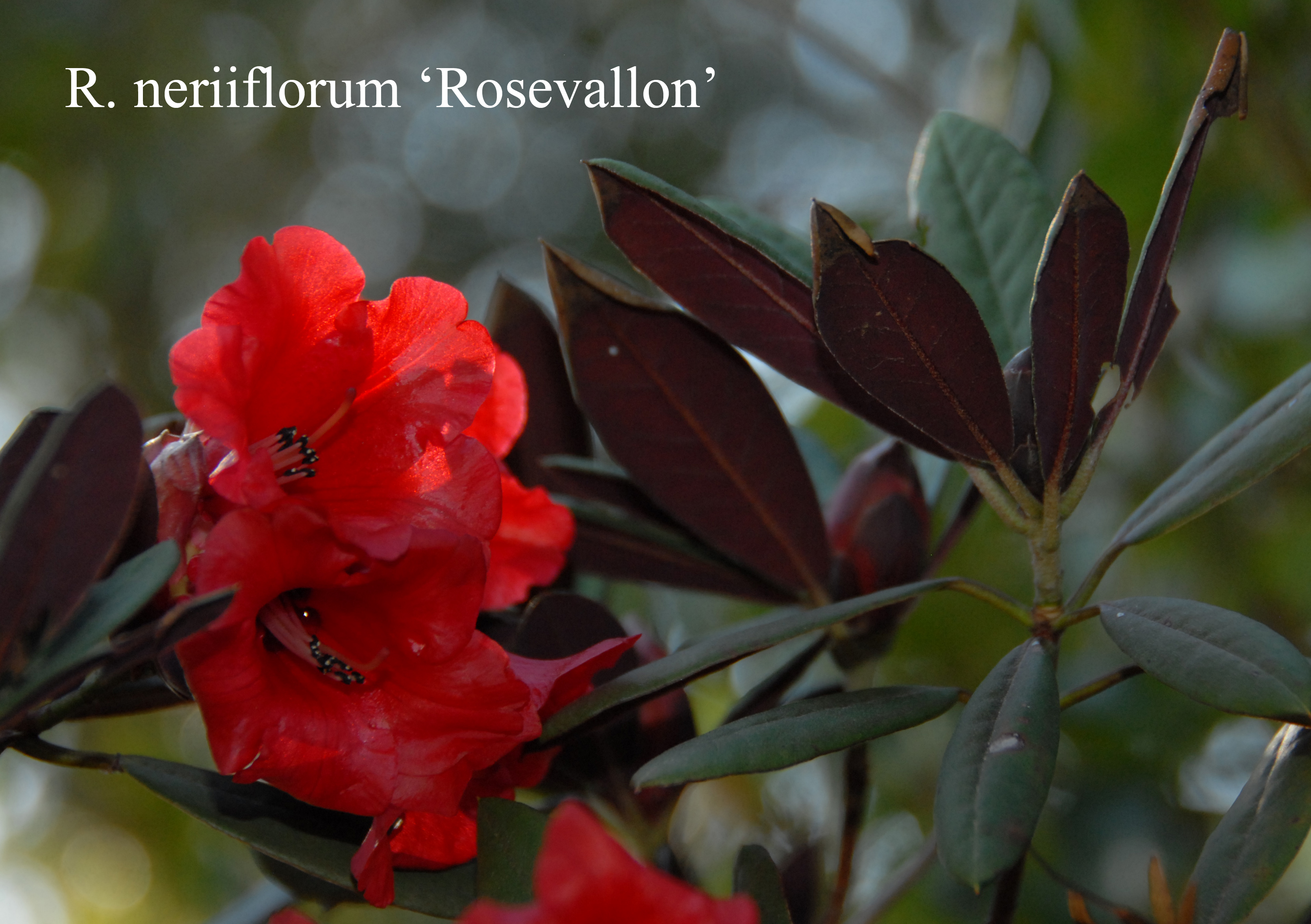 Rhododendron Rosevallon photo
