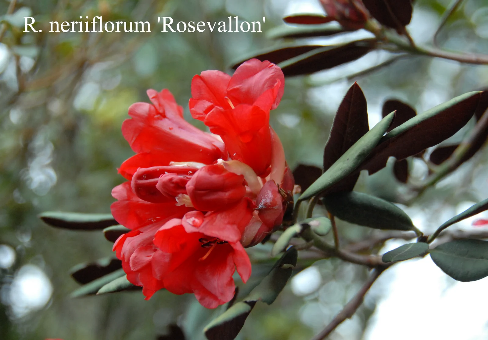 R. neriiflorum ssp neriiflorum 'Rosevallon' photo of R. neriiflorum ssp neriiflorum 'Rosevallon'. Location: Fearing's Farm Nursery, Abbotsford, BC, Canada. Photo by: Harold Fearing