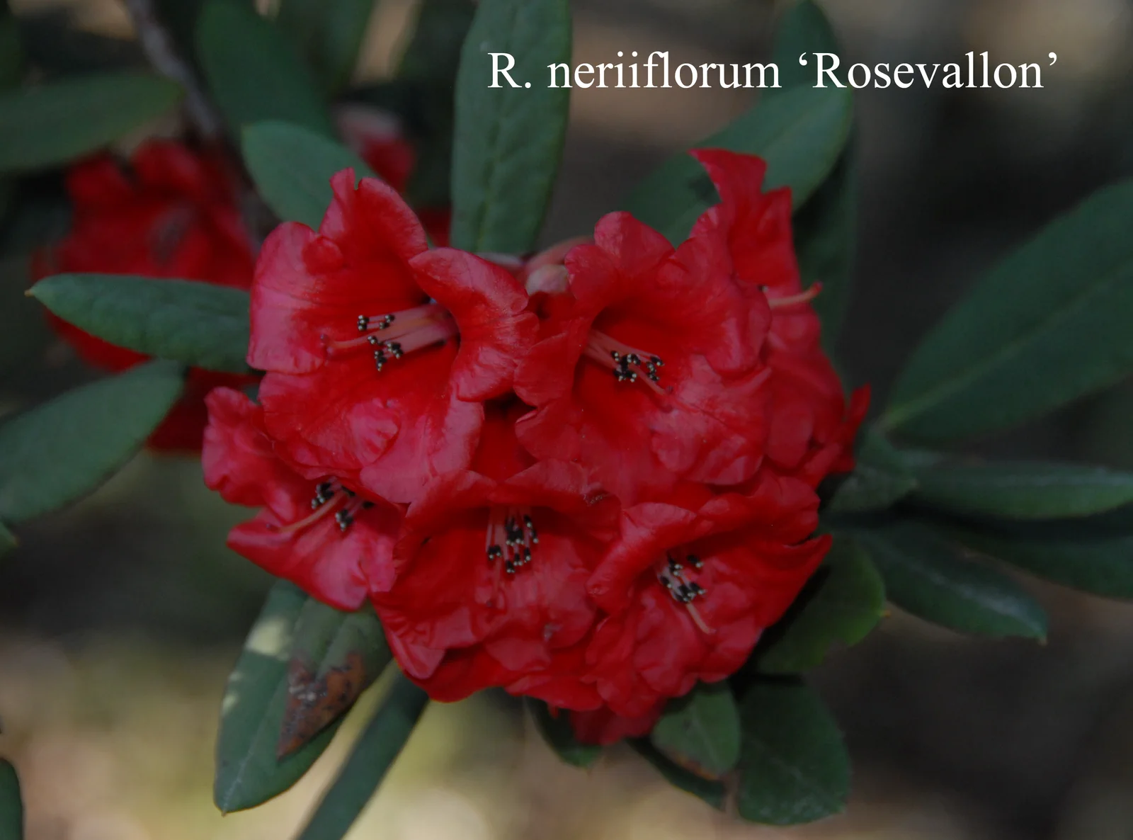 R. neriiflorum ssp neriiflorum 'Rosevallon' photo of R. neriiflorum ssp neriiflorum 'Rosevallon'. Location: Fearing's Farm Nursery, Abbotsford, BC, Canada. Photo by: Harold Fearing