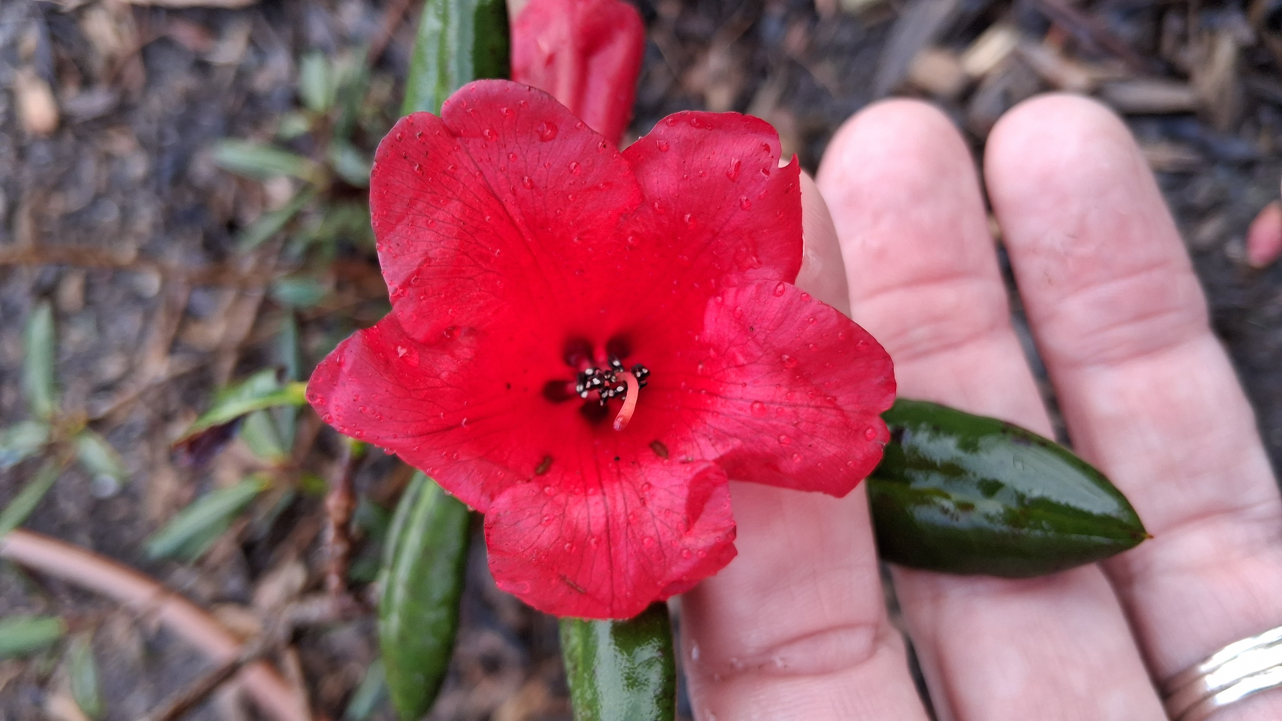 Rhododendron Rosevallon photo