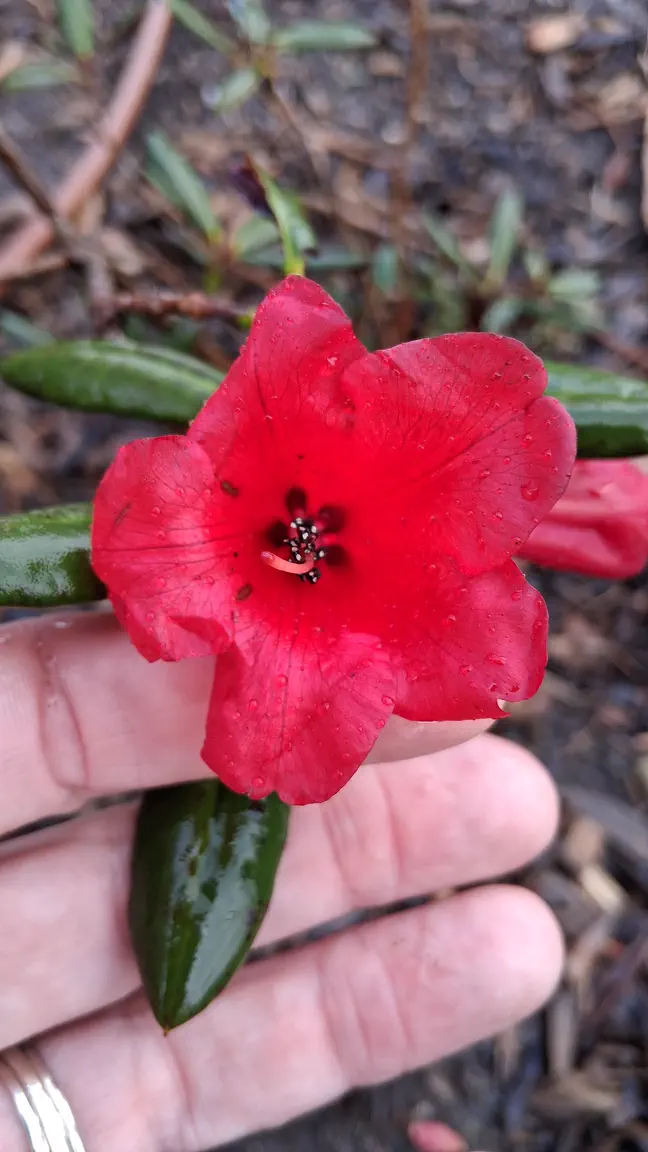 Photo of R. neriiflorum ssp neriiflorum 'Rosevallon', Rhododendron Species Selection