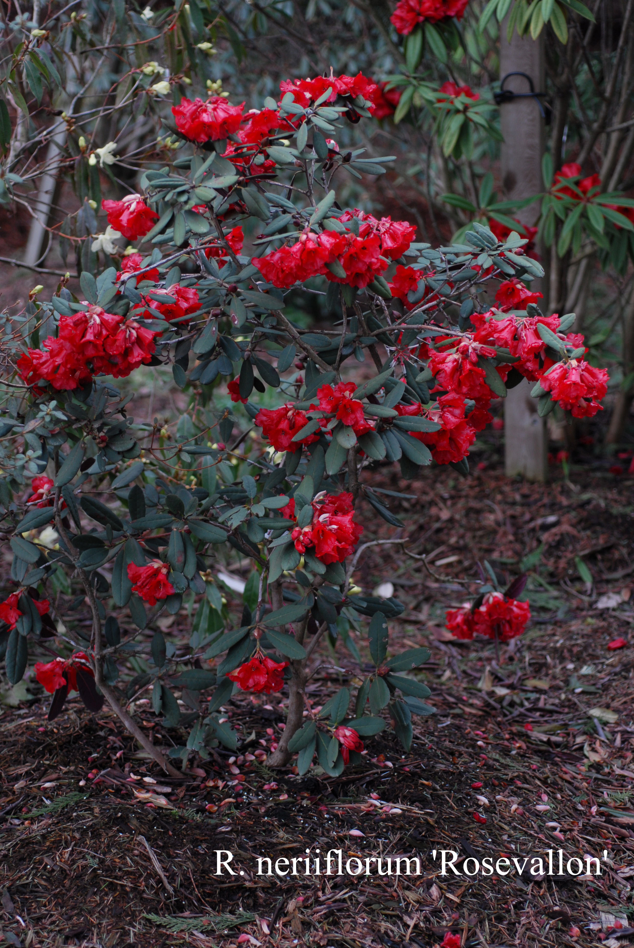 Rhododendron Rosevallon photo