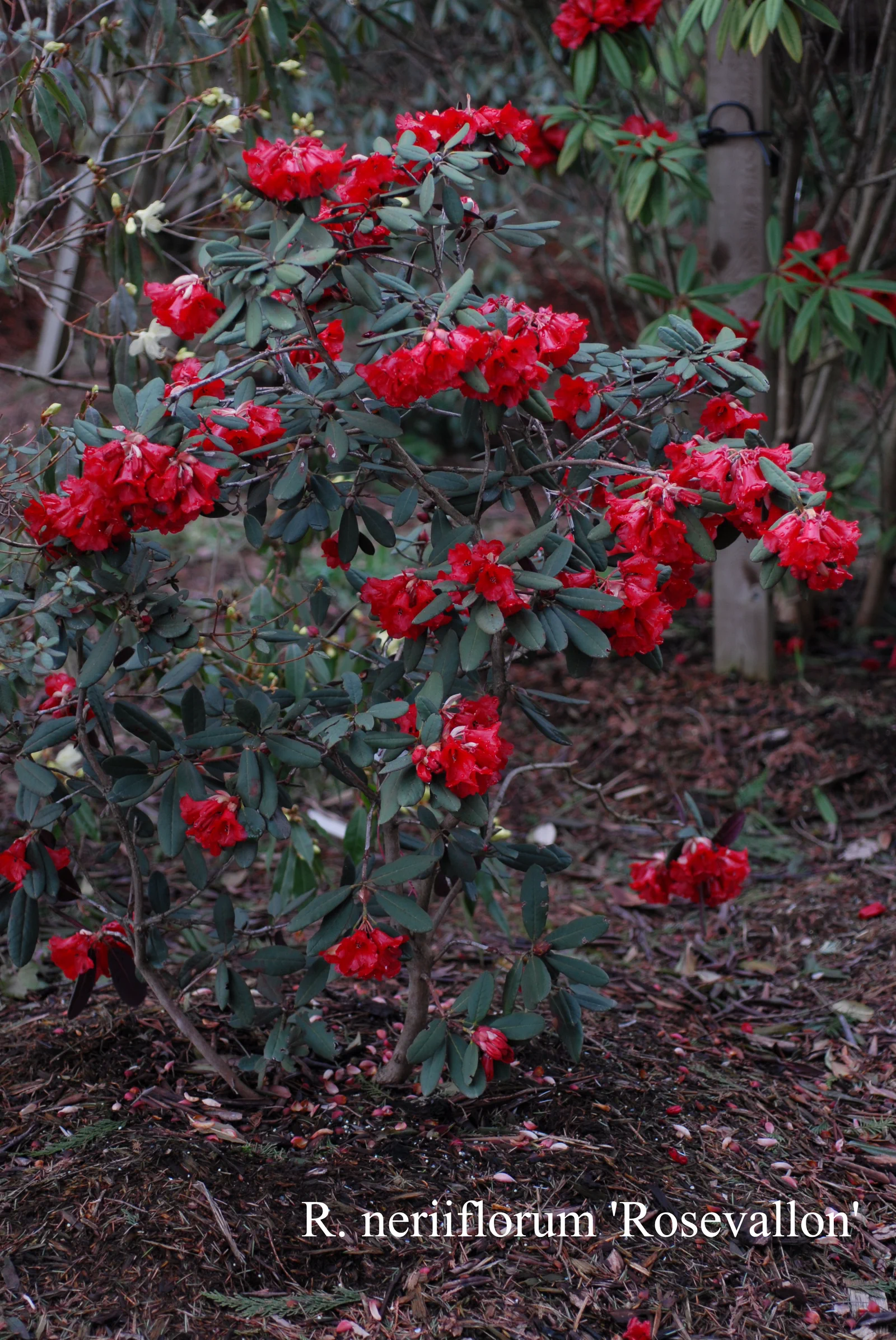 R. neriiflorum ssp neriiflorum 'Rosevallon' photo of R. neriiflorum ssp neriiflorum 'Rosevallon'. Location: Fearing's Farm Nursery, Abbotsford, BC, Canada. Photo by: Harold Fearing