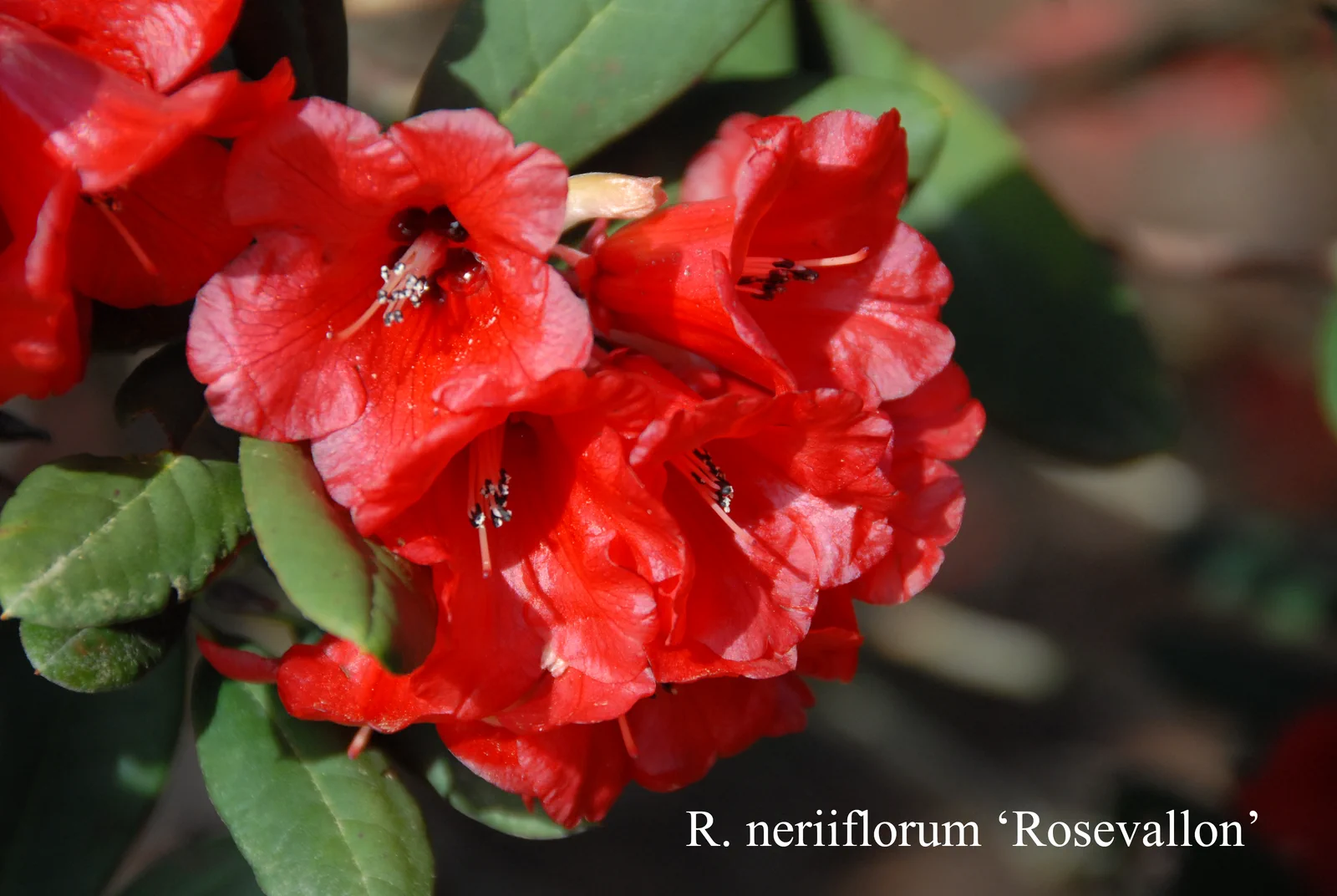 R. neriiflorum ssp neriiflorum 'Rosevallon' photo of R. neriiflorum ssp neriiflorum 'Rosevallon'. Location: Fearing's Farm Nursery, Abbotsford, BC, Canada. Photo by: Harold Fearing