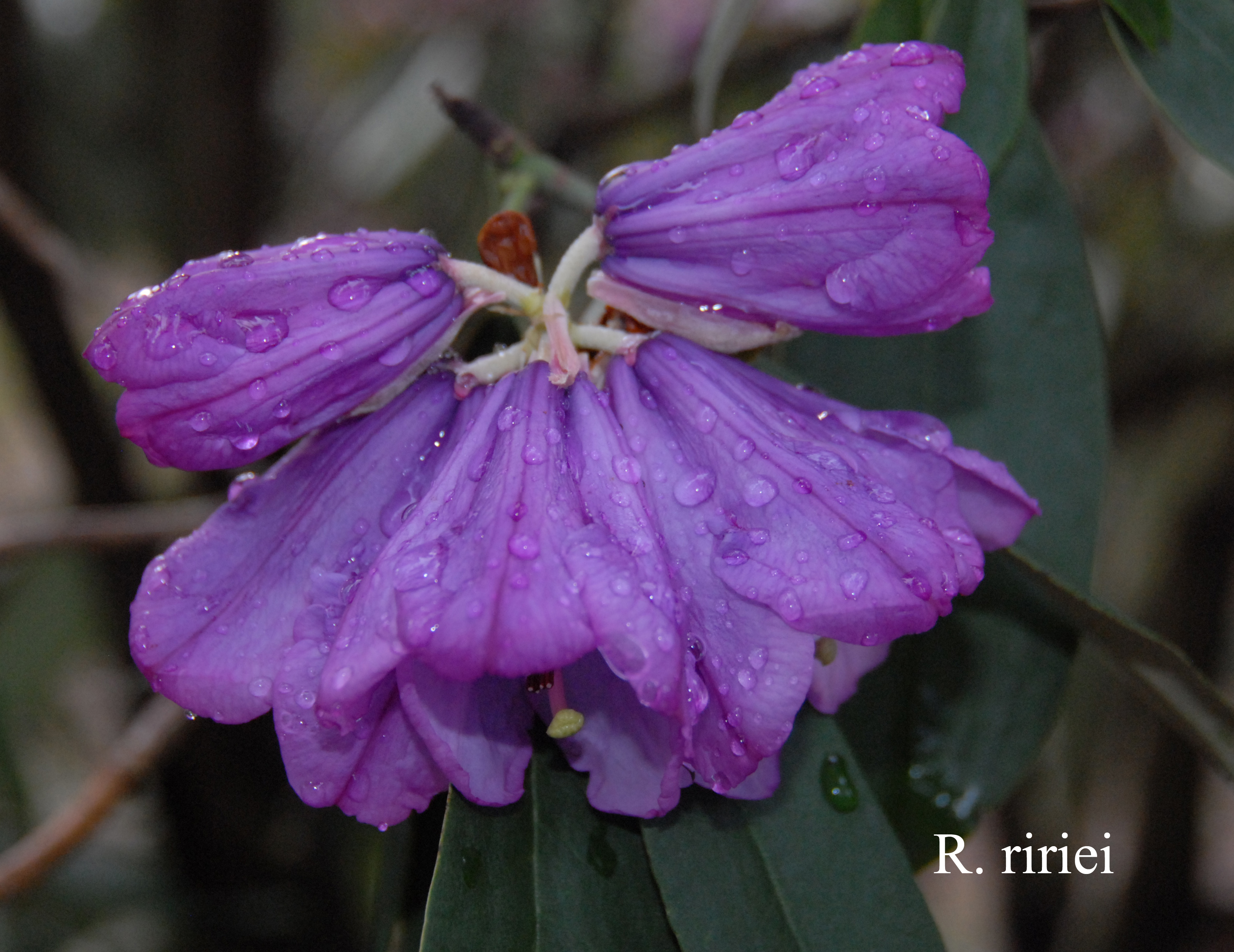 Rhododendron ririei photo