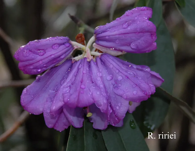 Photo of R. ririei, Species