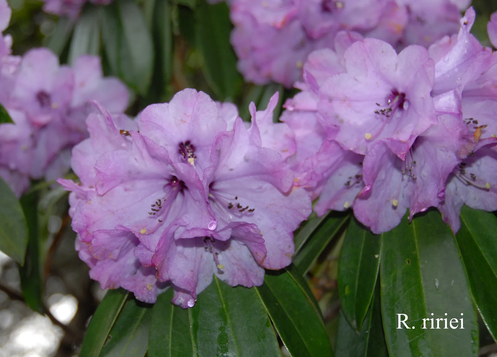 R. ririei photo of R. ririei. Location: Fearing's Farm Nursery, Abbotsford, BC, Canada. Photo by: Harold Fearing