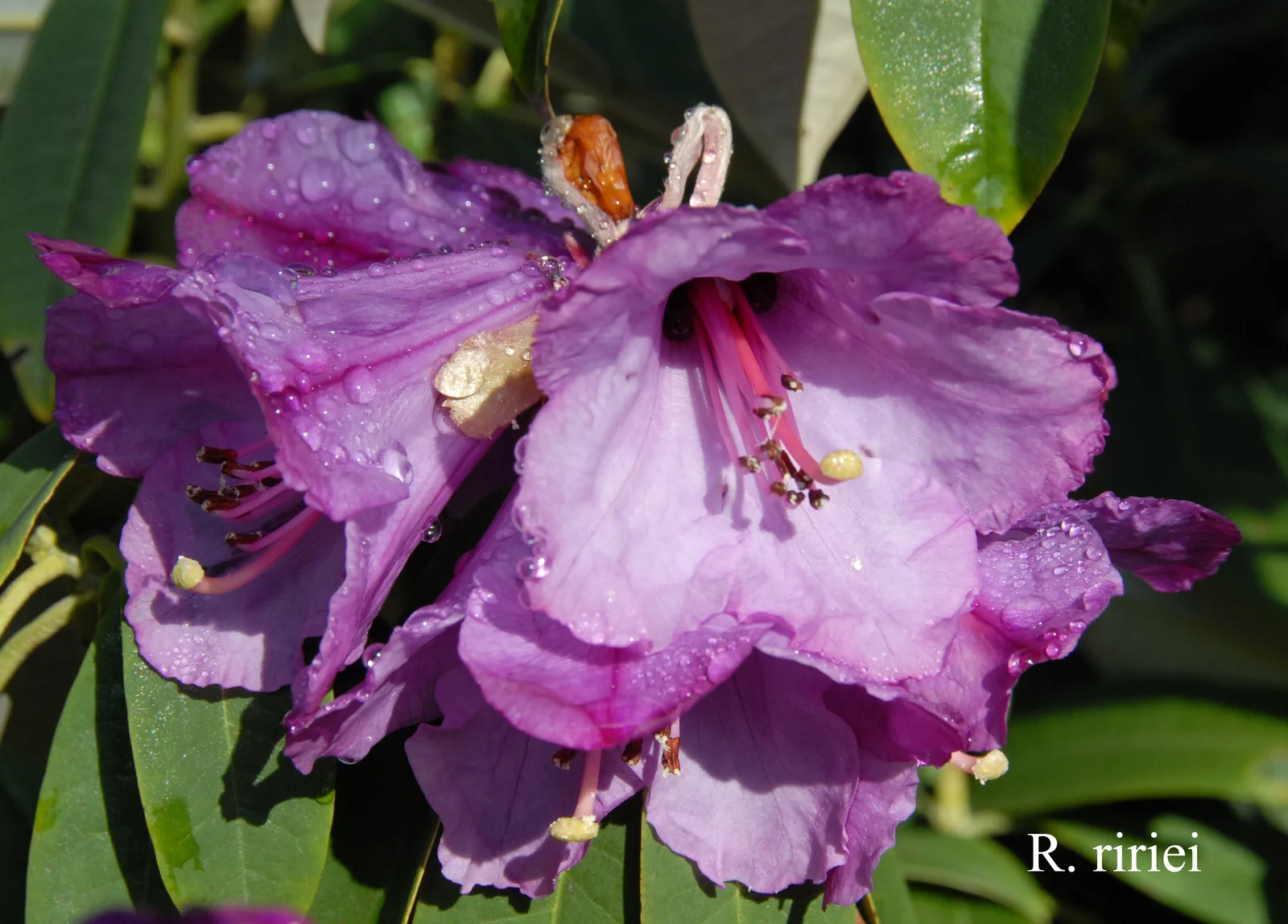R. ririei photo of R. ririei. Location: Fearing's Farm Nursery, Abbotsford, BC, Canada. Photo by: Harold Fearing