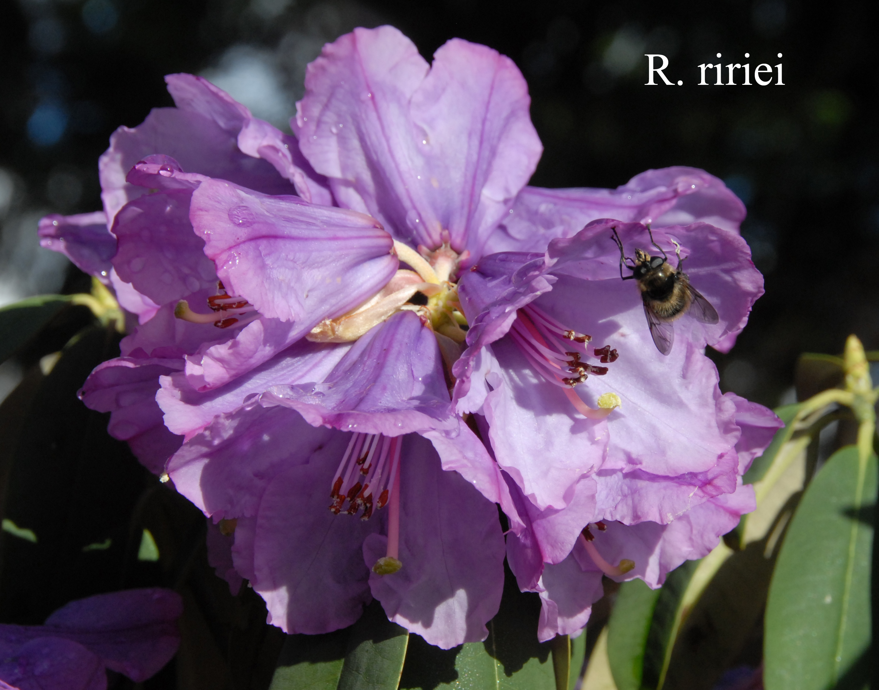 Rhododendron ririei photo