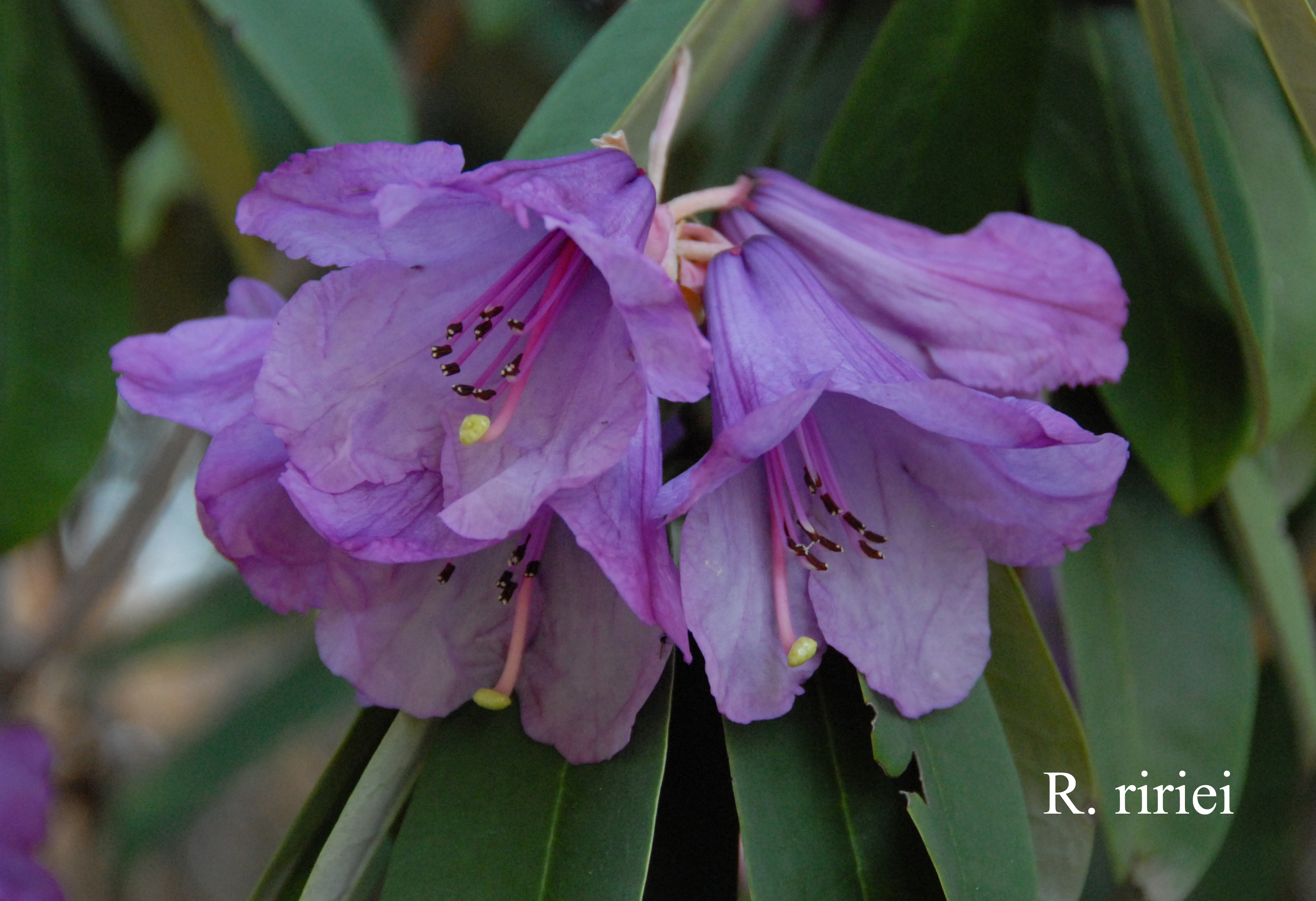 Rhododendron ririei photo