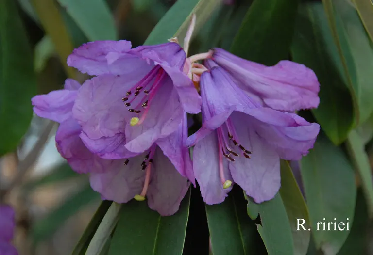 Photo of R. ririei, Species