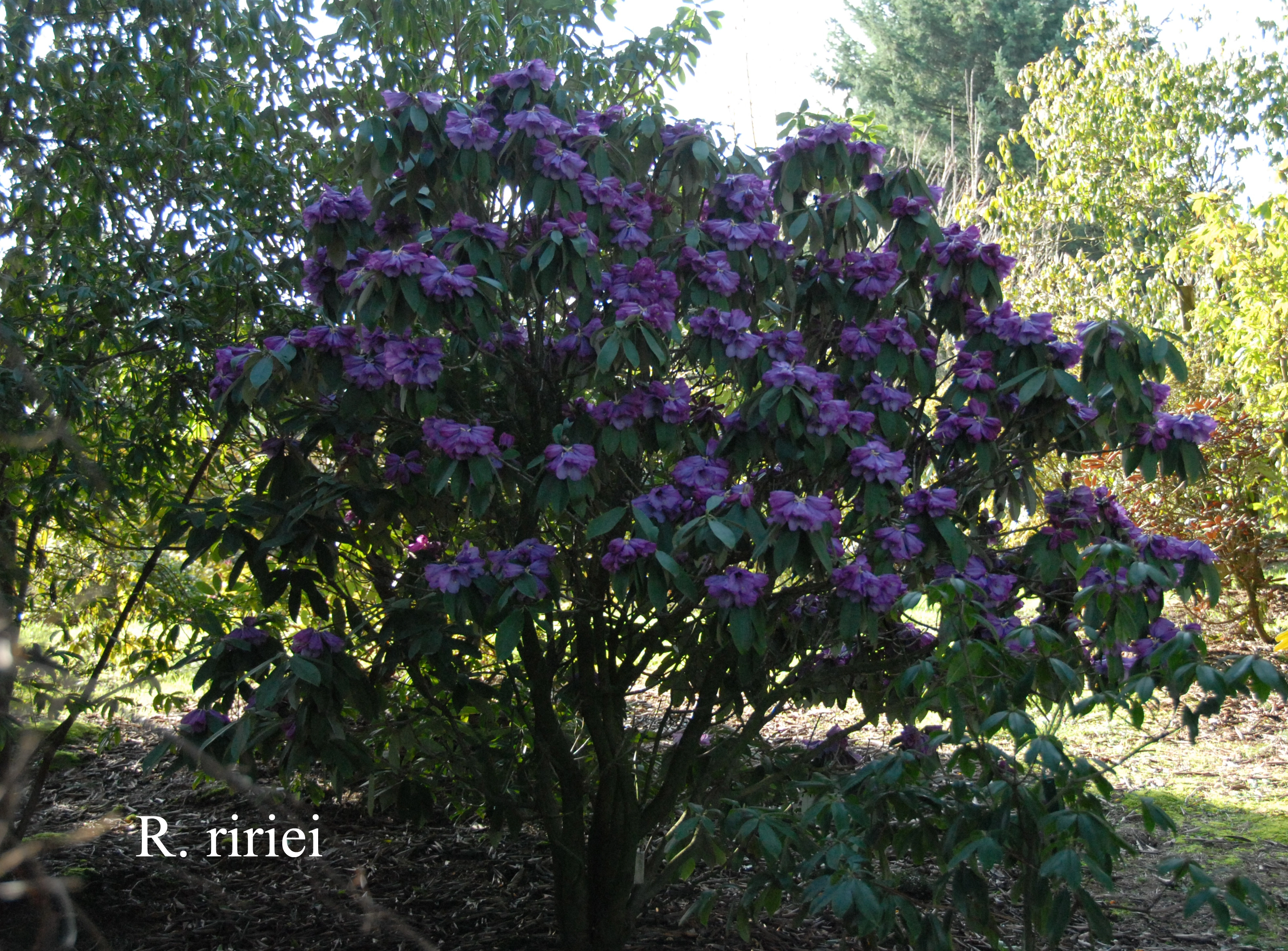 Rhododendron ririei photo