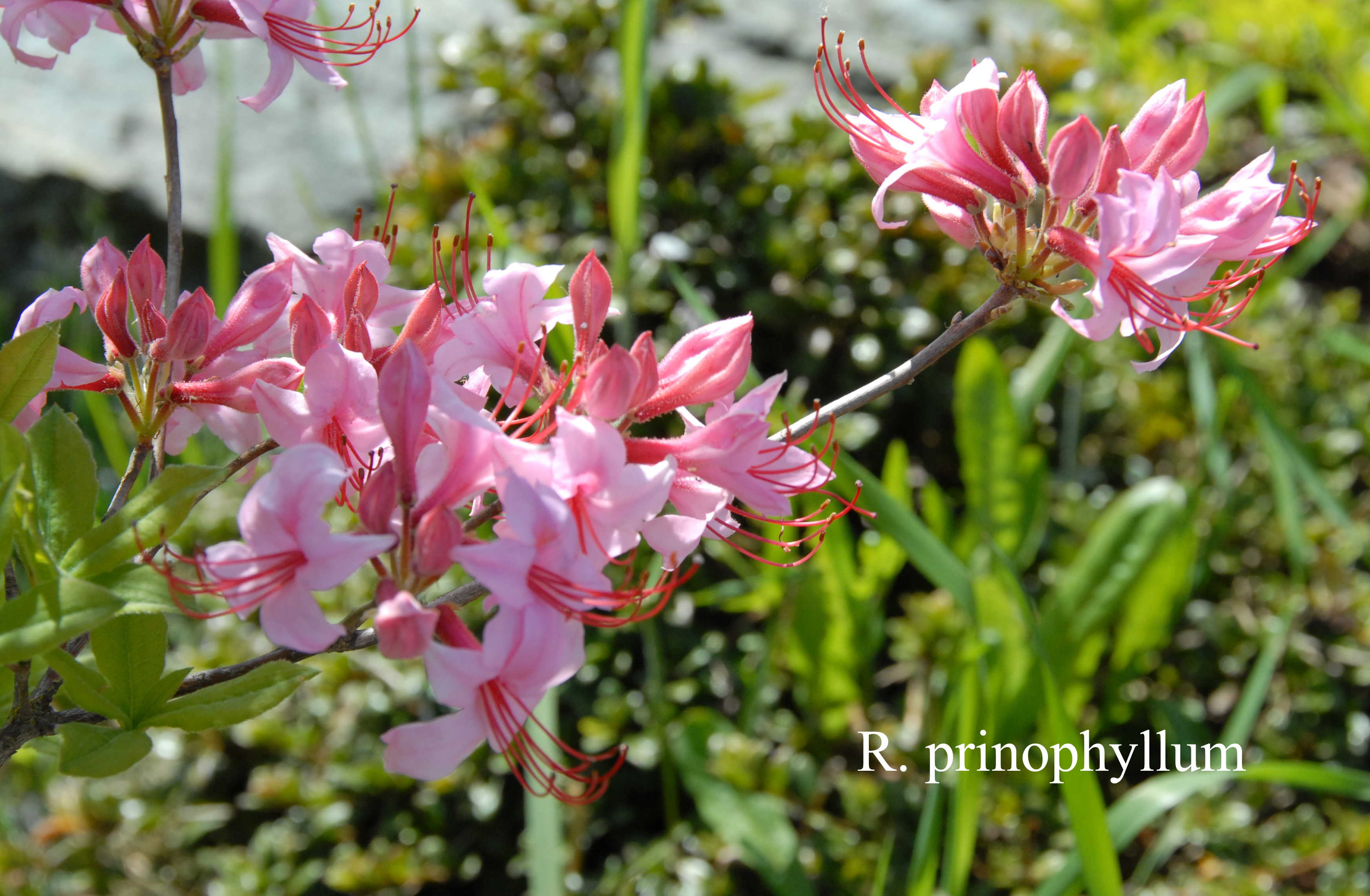 Rhododendron prinophyllum photo