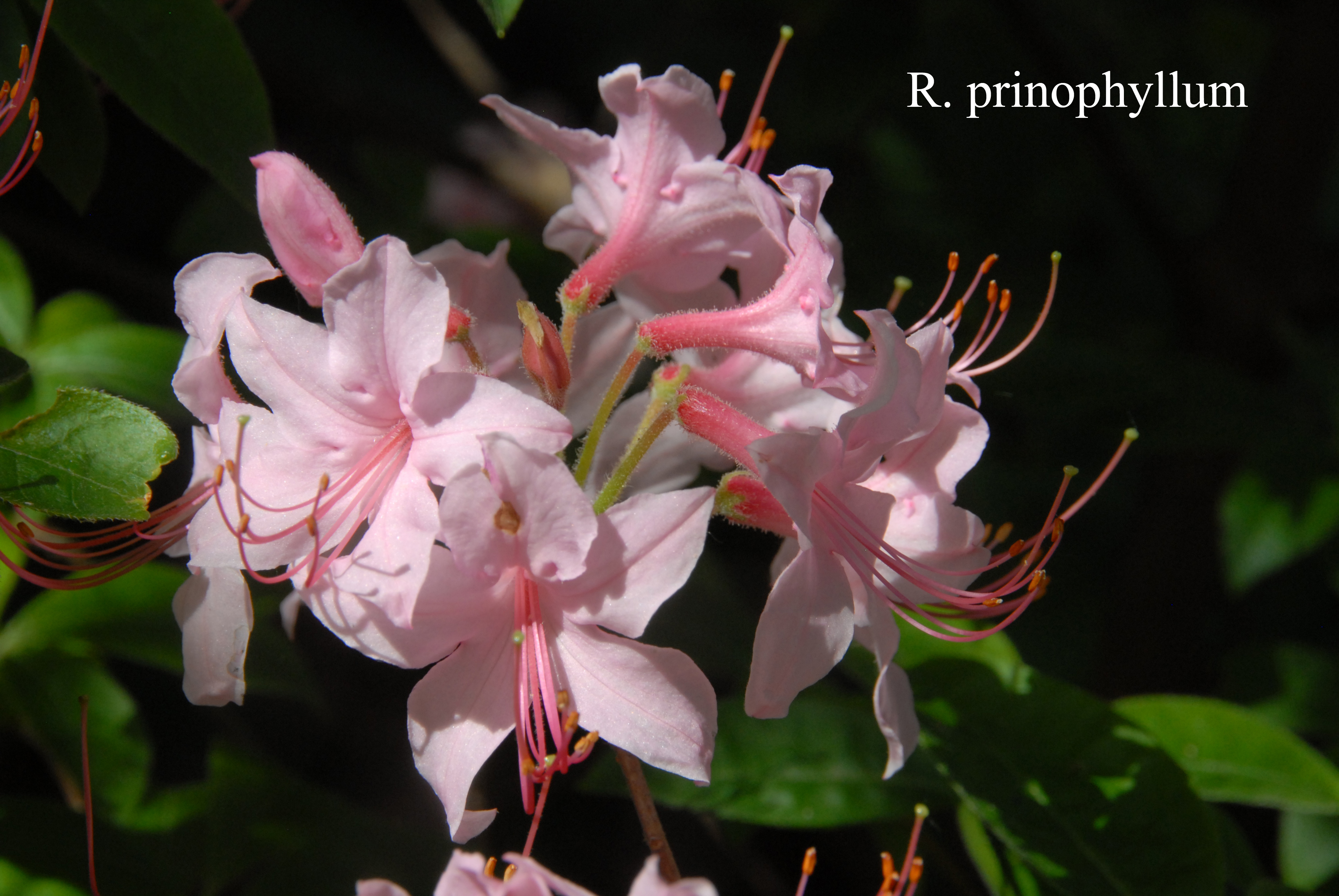 Rhododendron prinophyllum photo