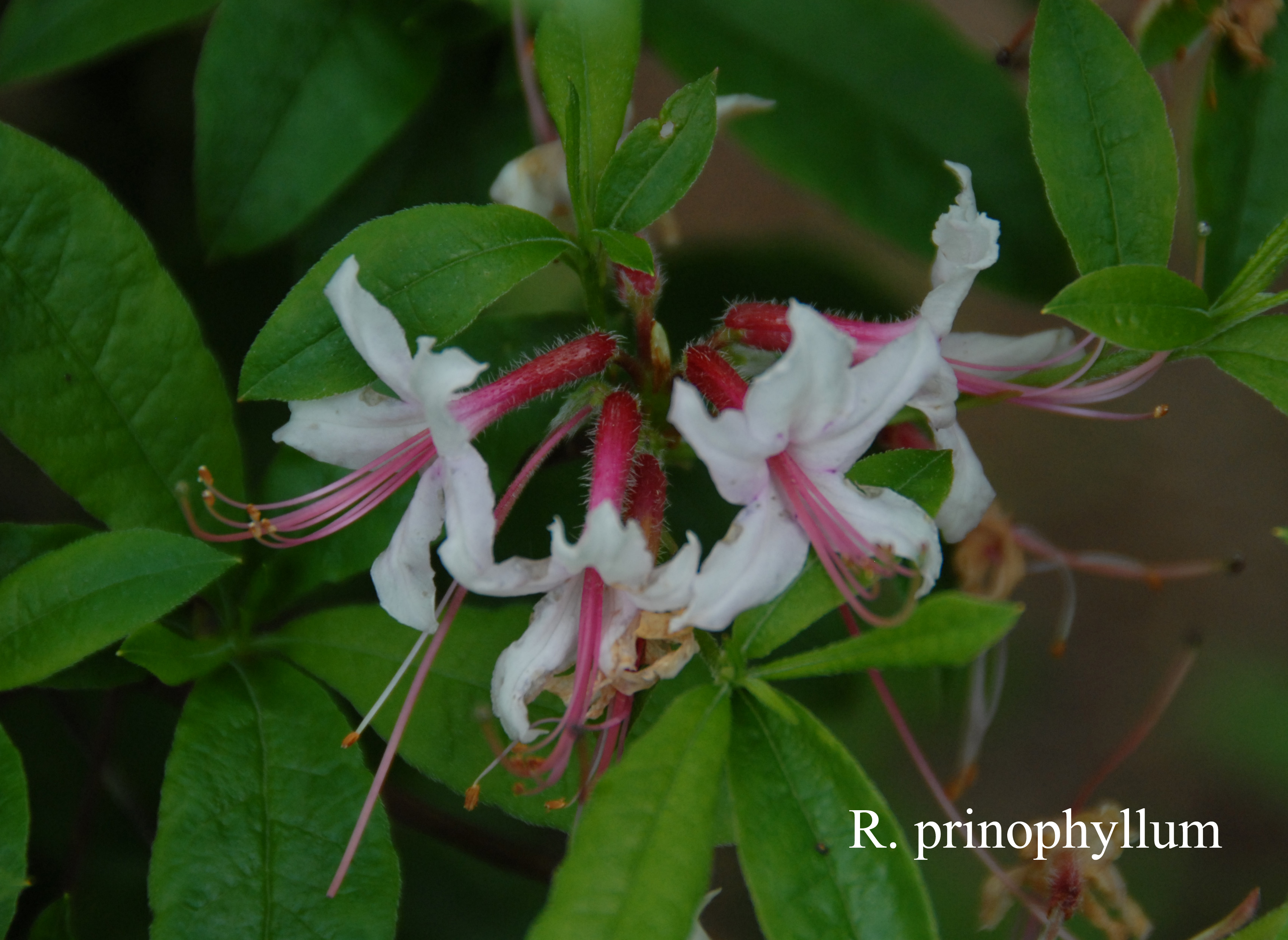 Rhododendron prinophyllum photo