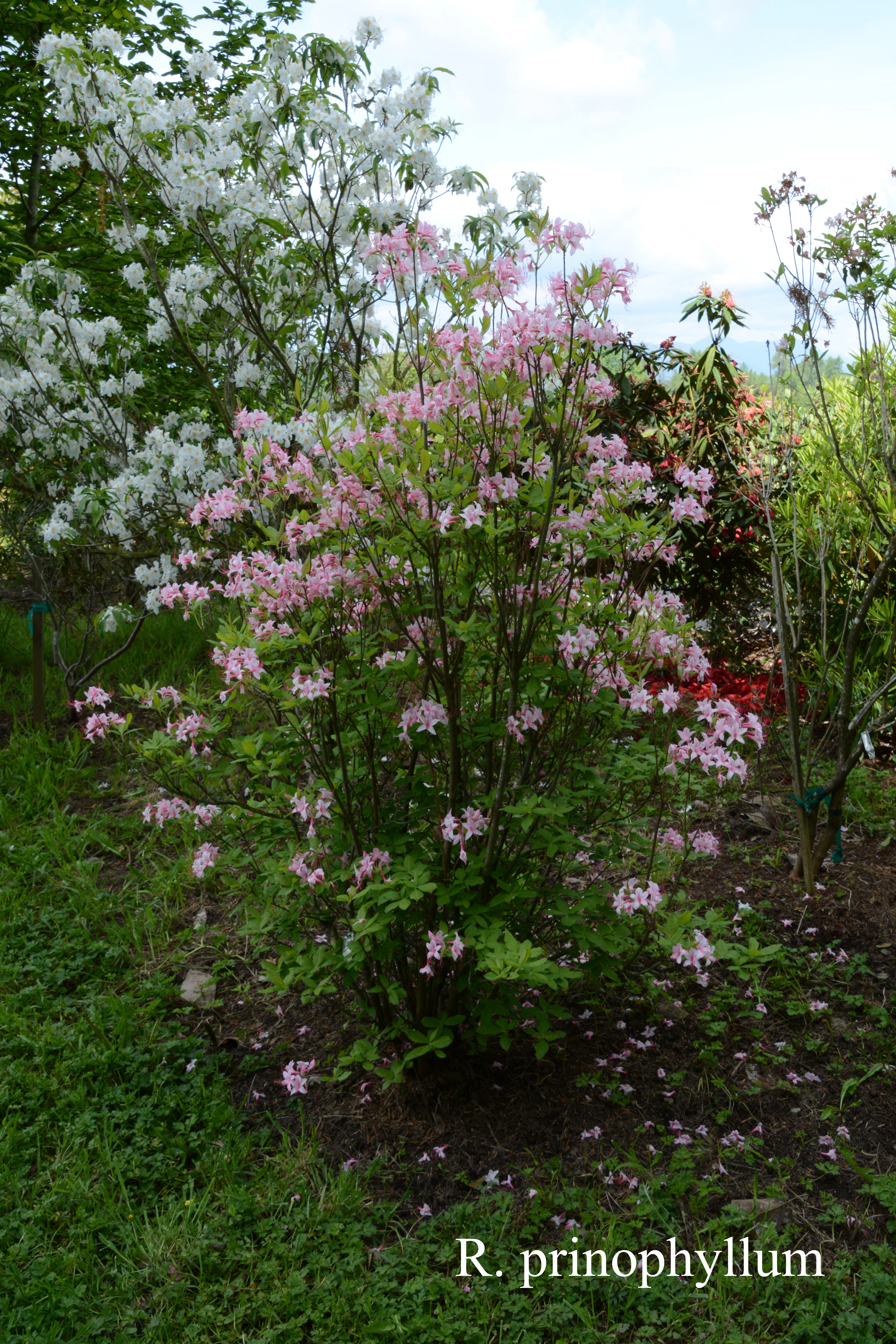 Rhododendron prinophyllum photo