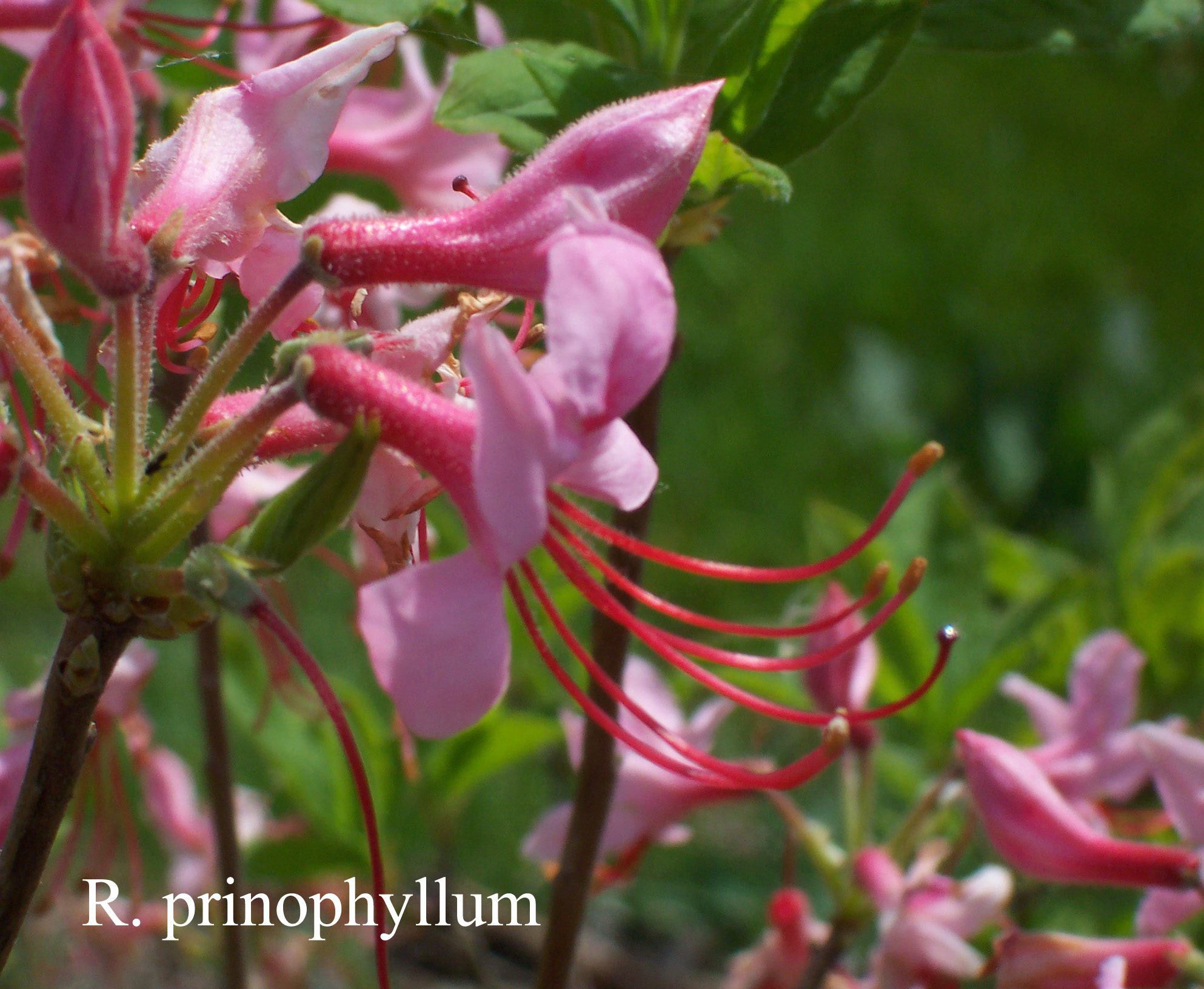 Rhododendron prinophyllum photo